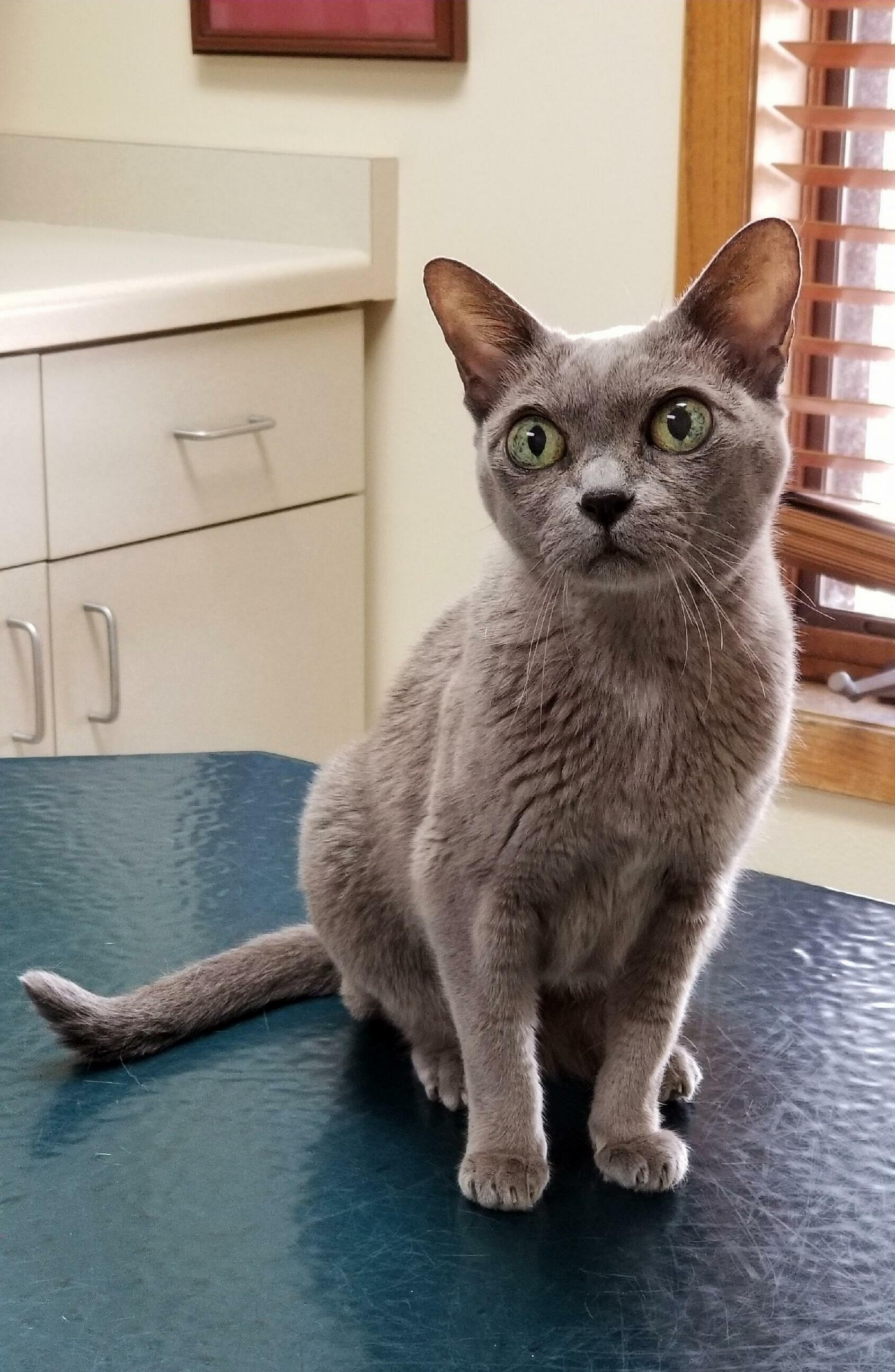 My Beautiful Blue Burmese Cat at the Vet.