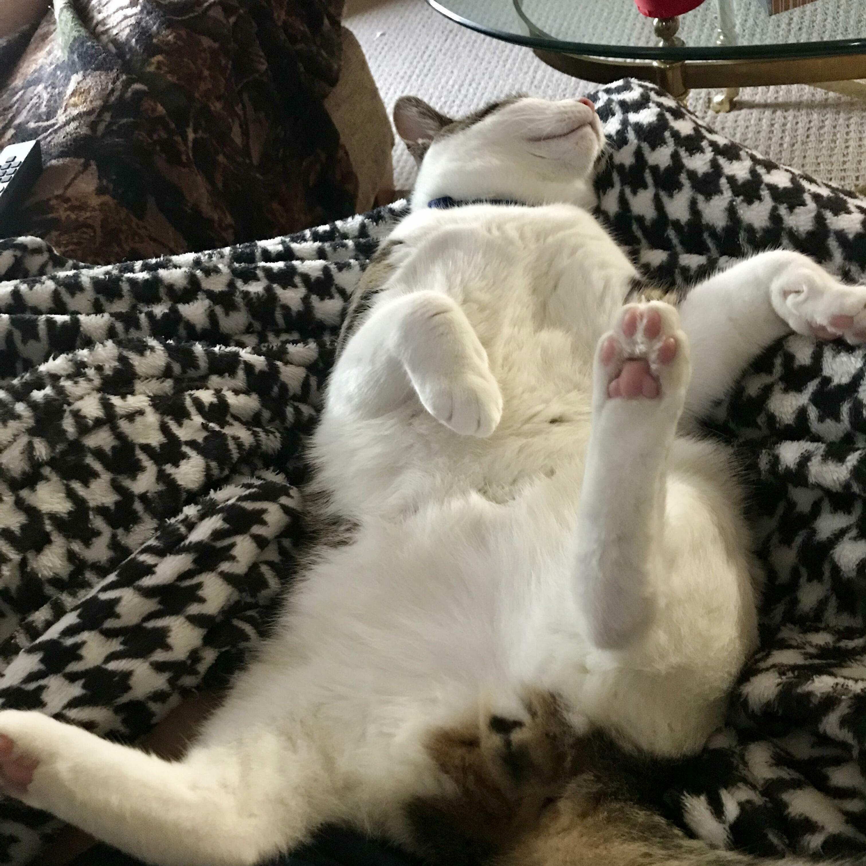 My Boy Relaxing Hard in Mamas Lap.