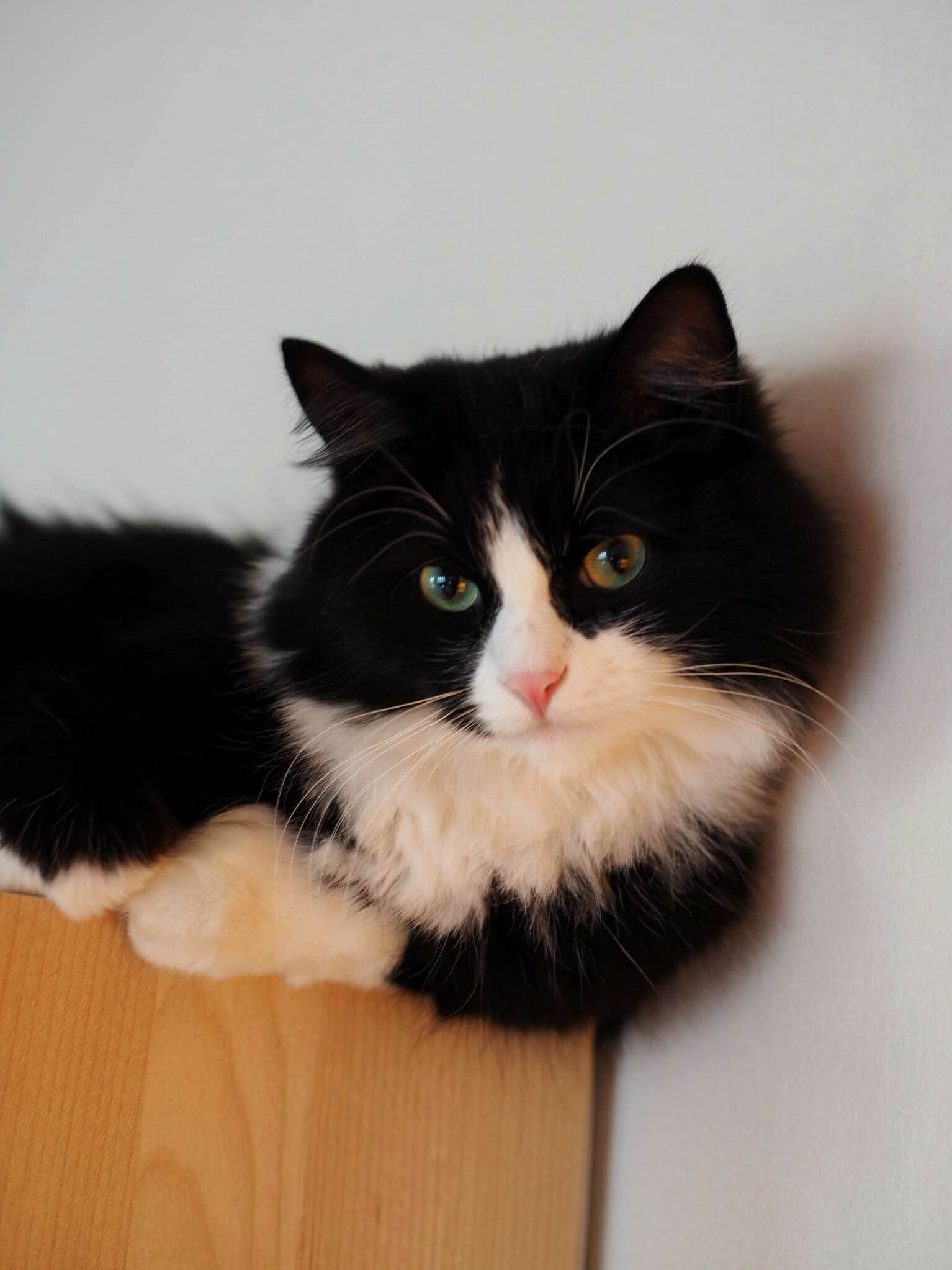 My Cat, Captain Haddock, Acting All Photogenic and Handsome
