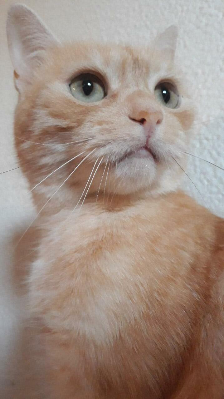 My Cat Damon