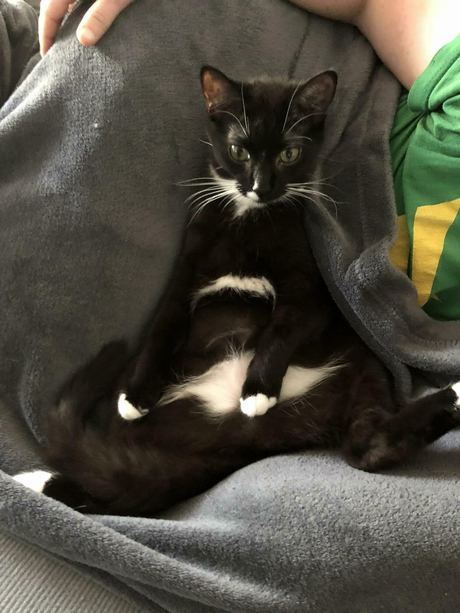 My Cat Demon Is Having an Existential Crisis