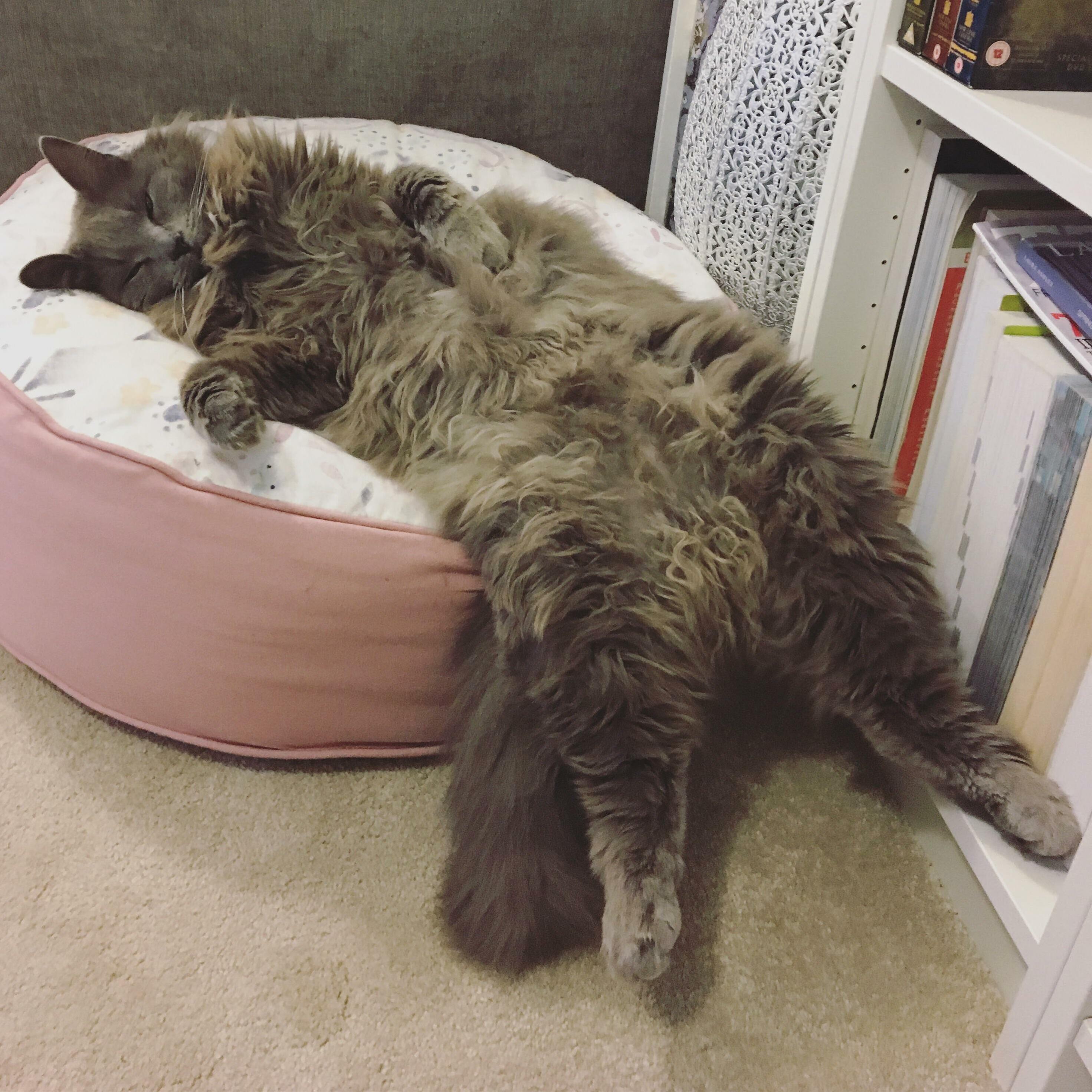 My Cat Doesnt Quite Understand How to Sit on His Cushion Properly