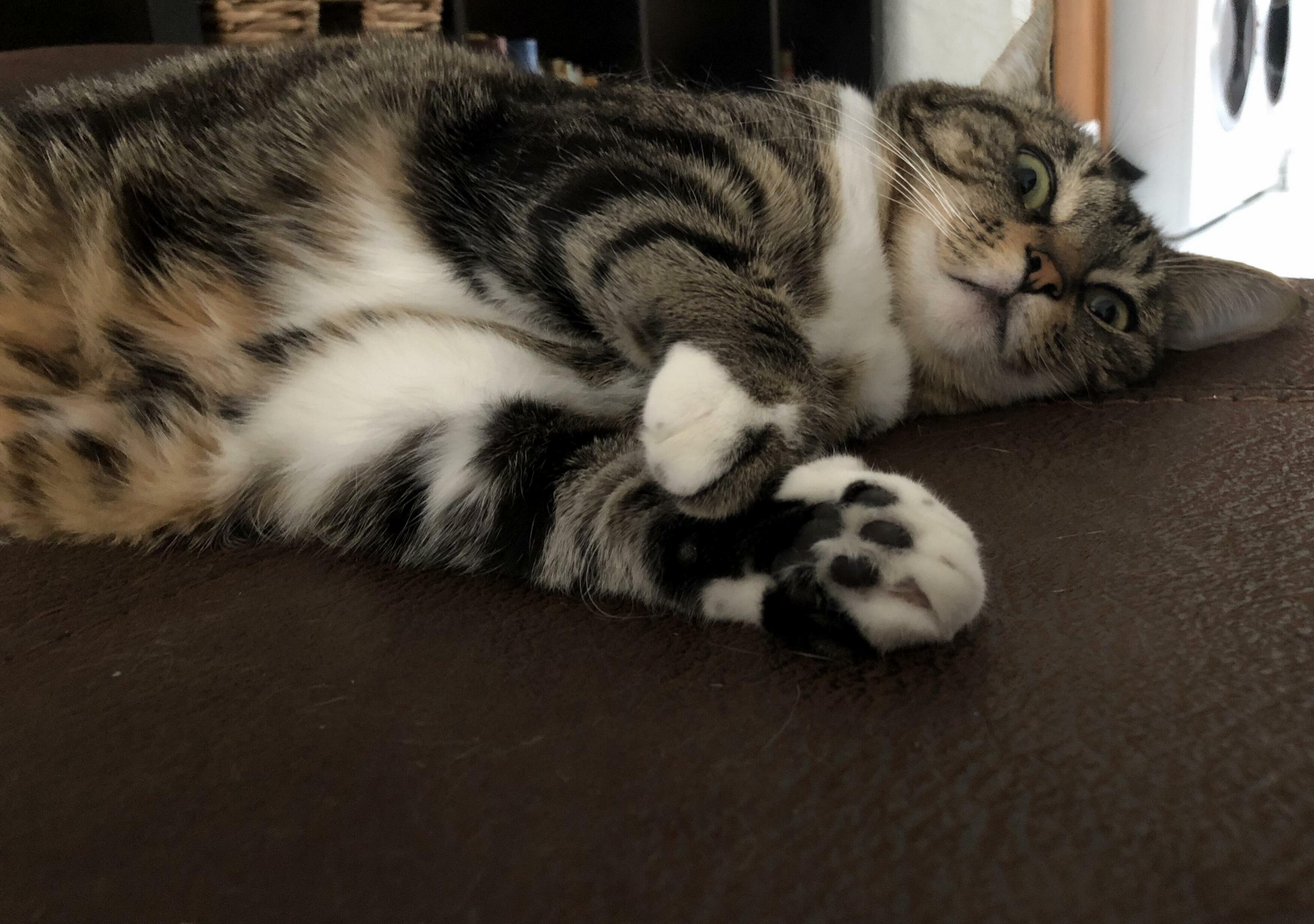 My Cat Face When She Sees Me Taking a Photo.