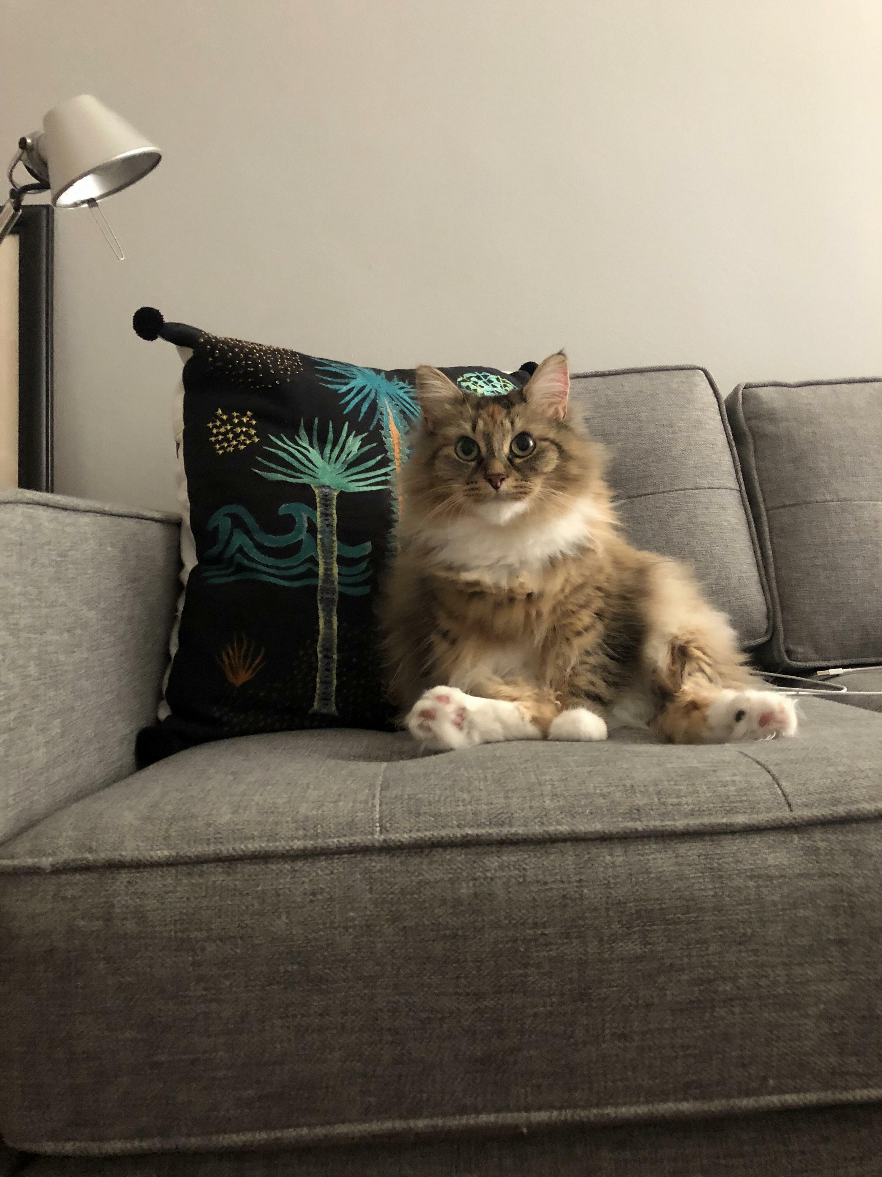My Cat Frankie. She Doesnt Have a Tail So She Can Sit Upright.