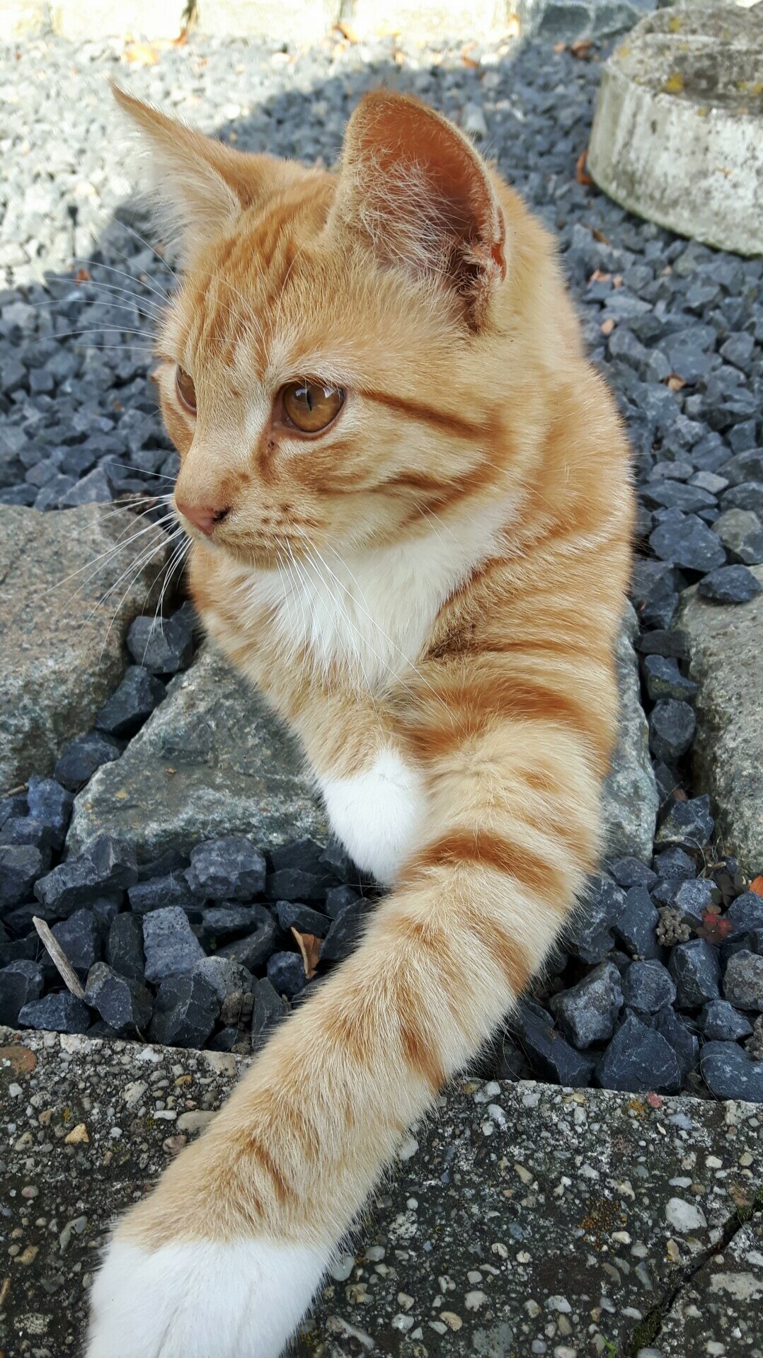 My Cat Gave Me His Best Paw