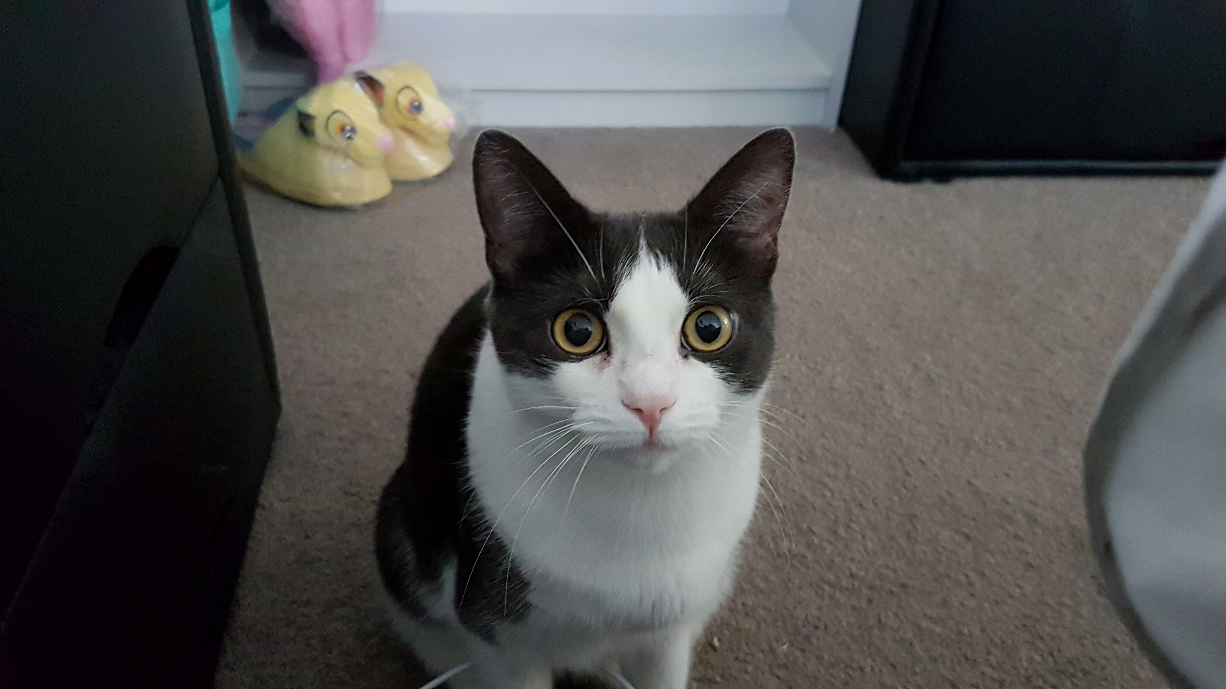 My Cat Gives Me Murder Eyes When Im About to Sleep.
