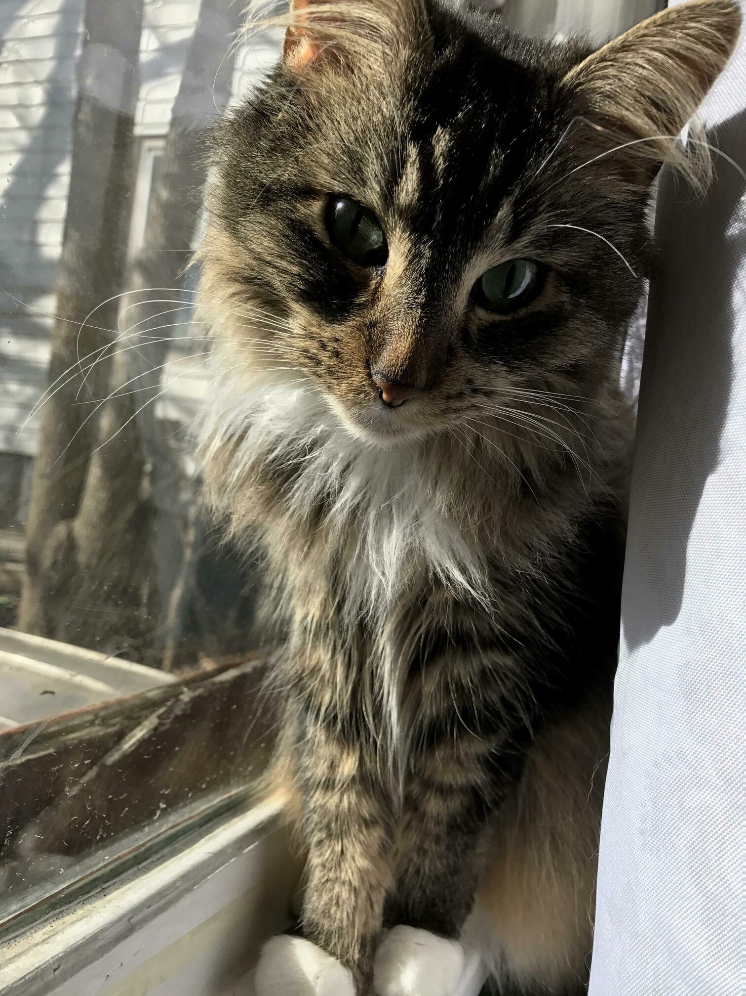 My Cat Has Been Missing for Almost Two Weeks. I Miss Her So Much and Im Not Going to Give Up!! We Would Appreciate Some Good Kitty Vibes Right Now. Come Home Soon Rasta!