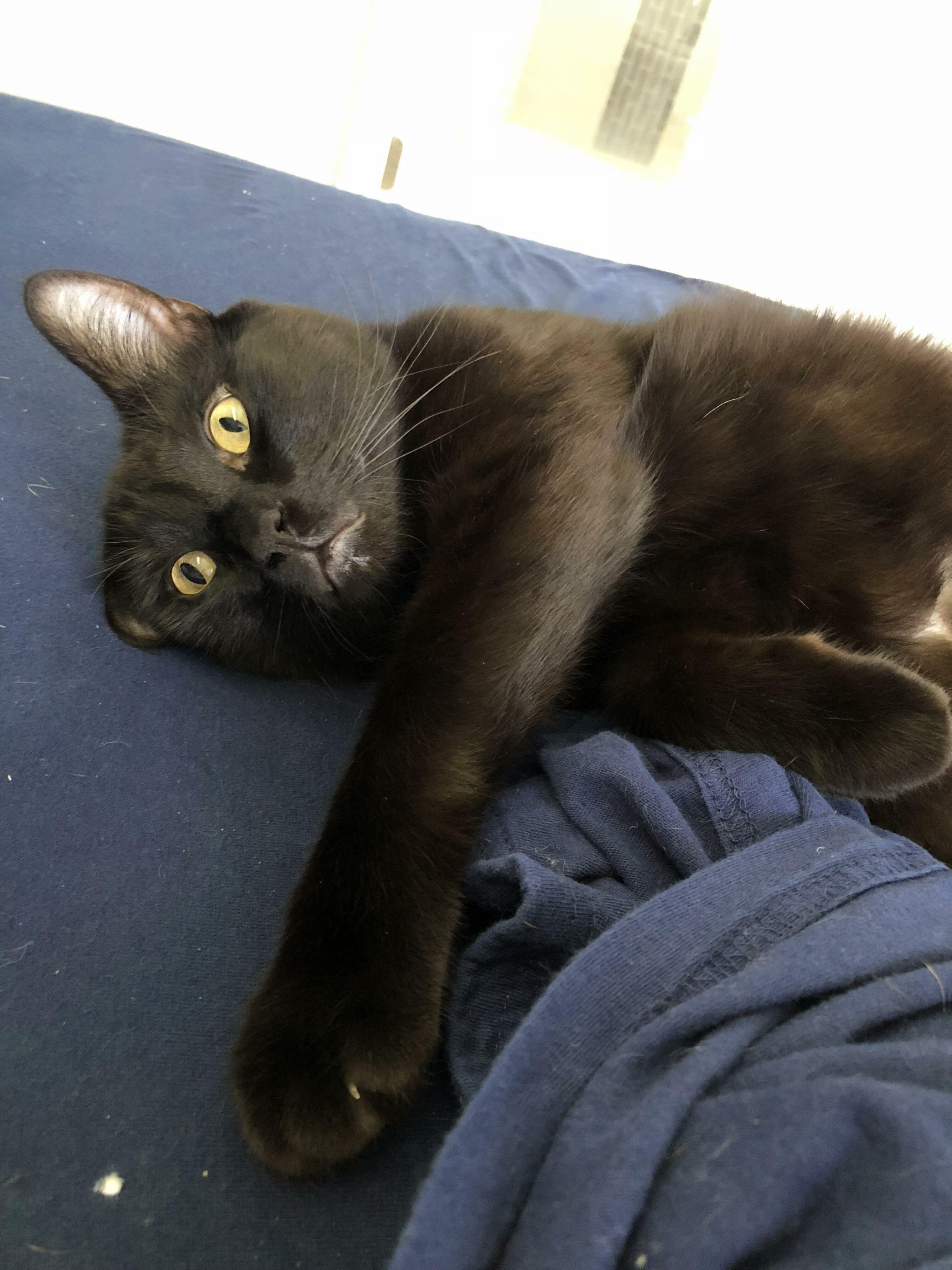 My Cat in an Existential Crisis.
