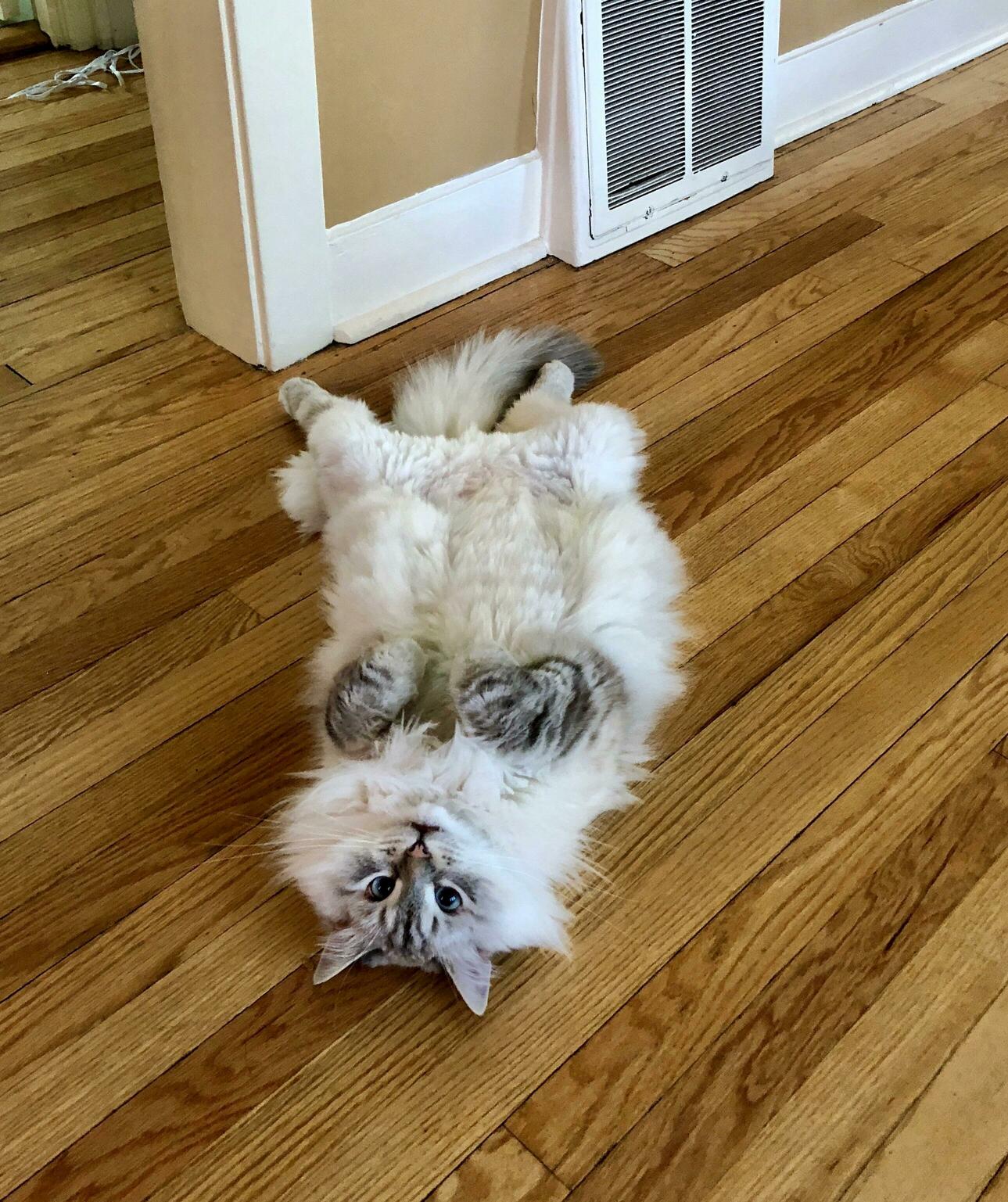 My Cat Jasper