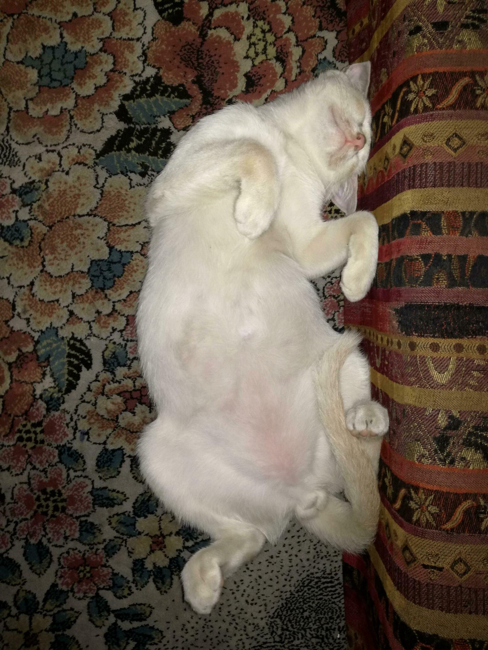My Cat Likes to Sleep Like This