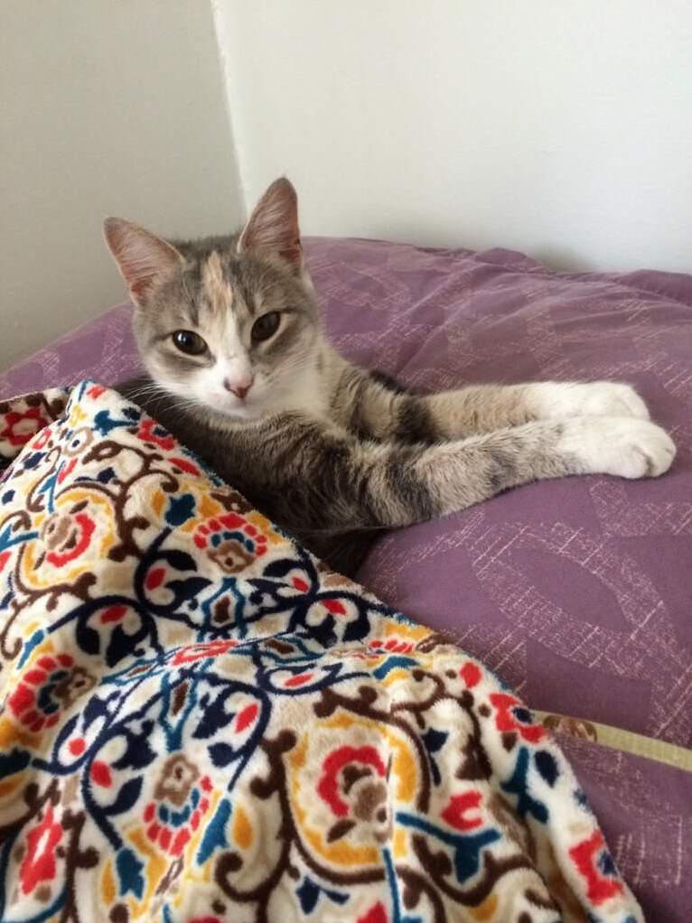 My Cat Peachs