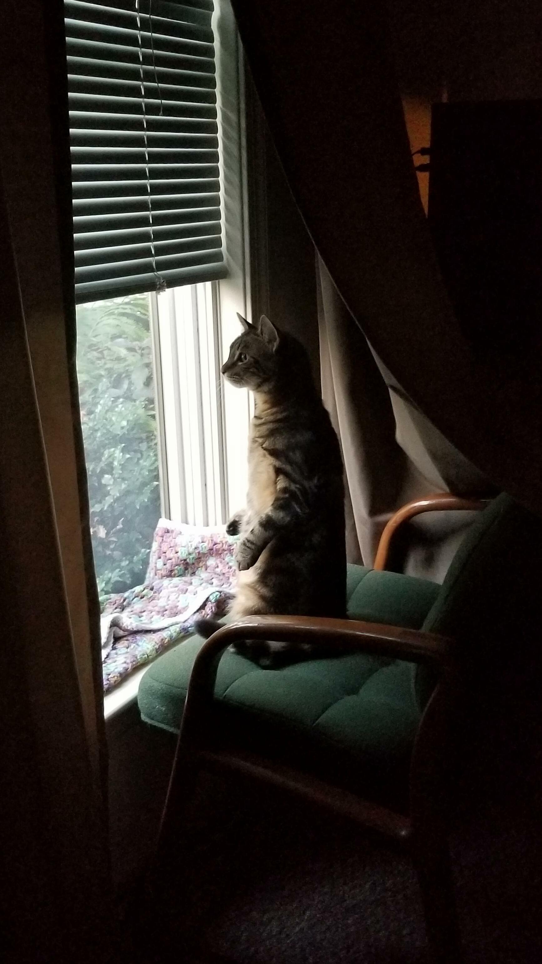 My Cat Thinks Hes People and Its Creepy As Heck