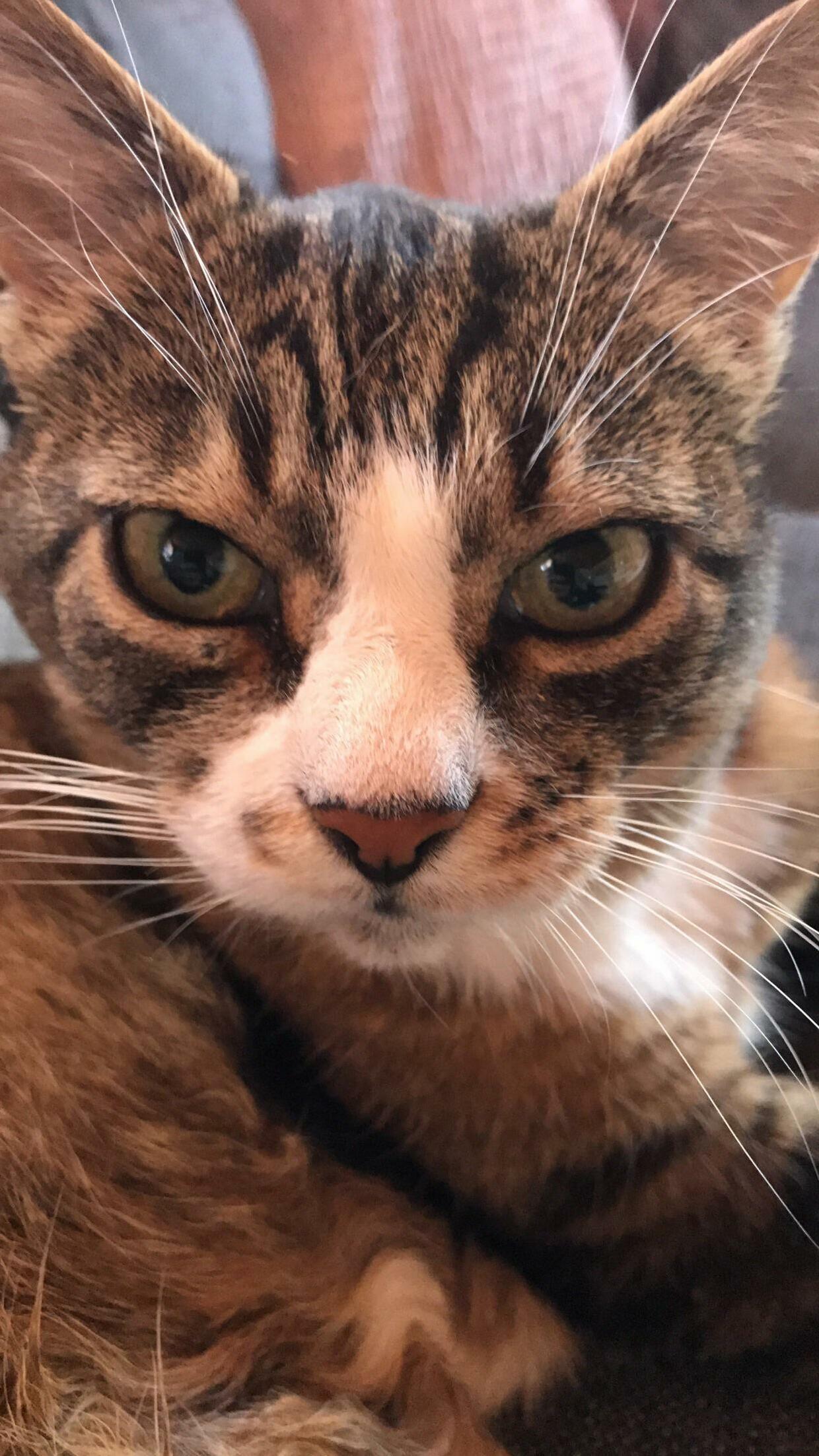 My Cat, Wondering Where the Treats Are Hidden.