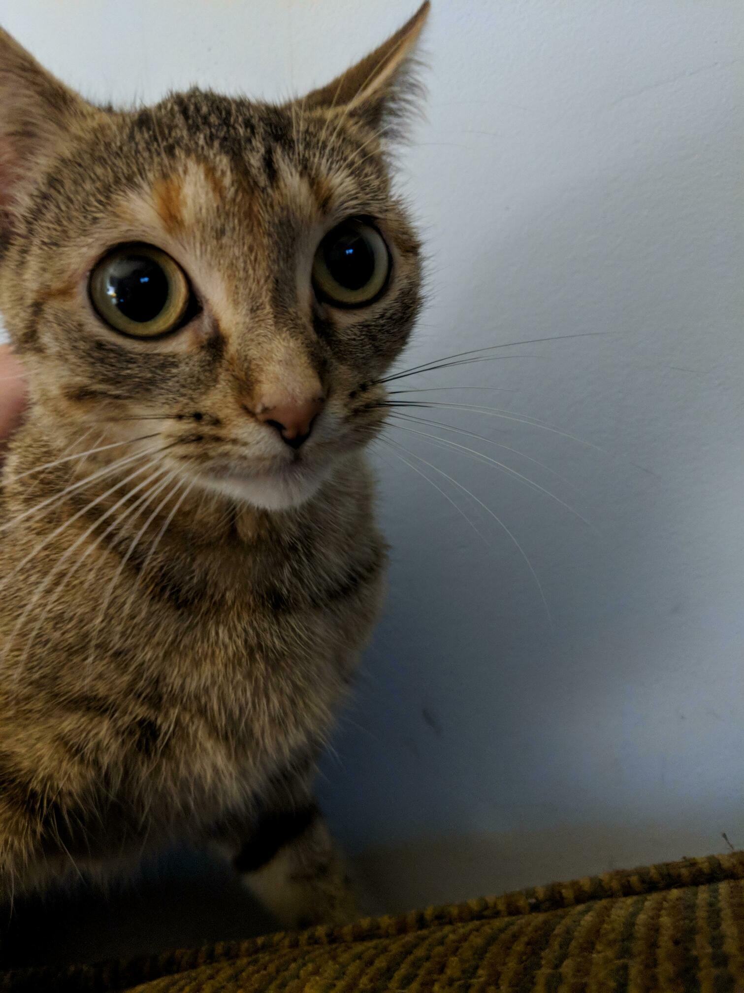 My Cats Extra Large Eyes.