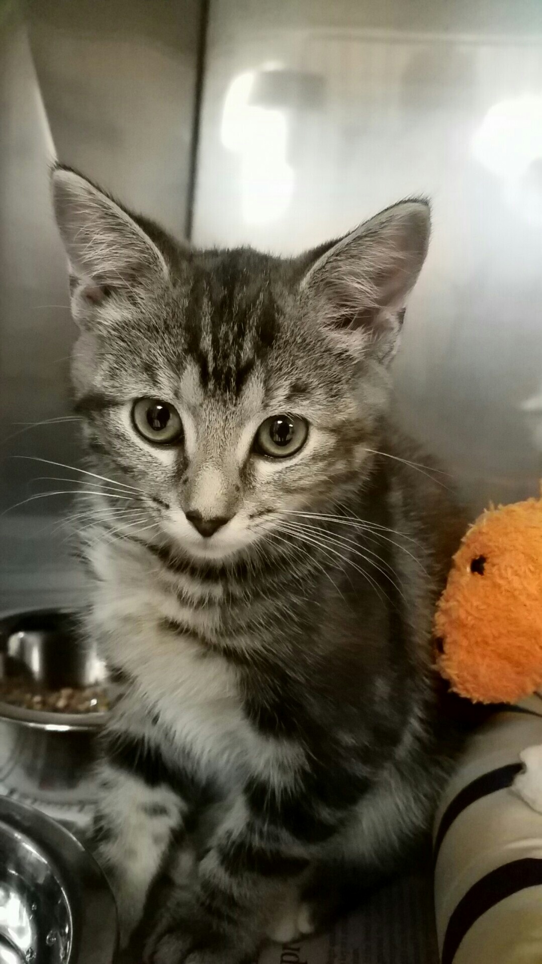 My Coworkers Cat