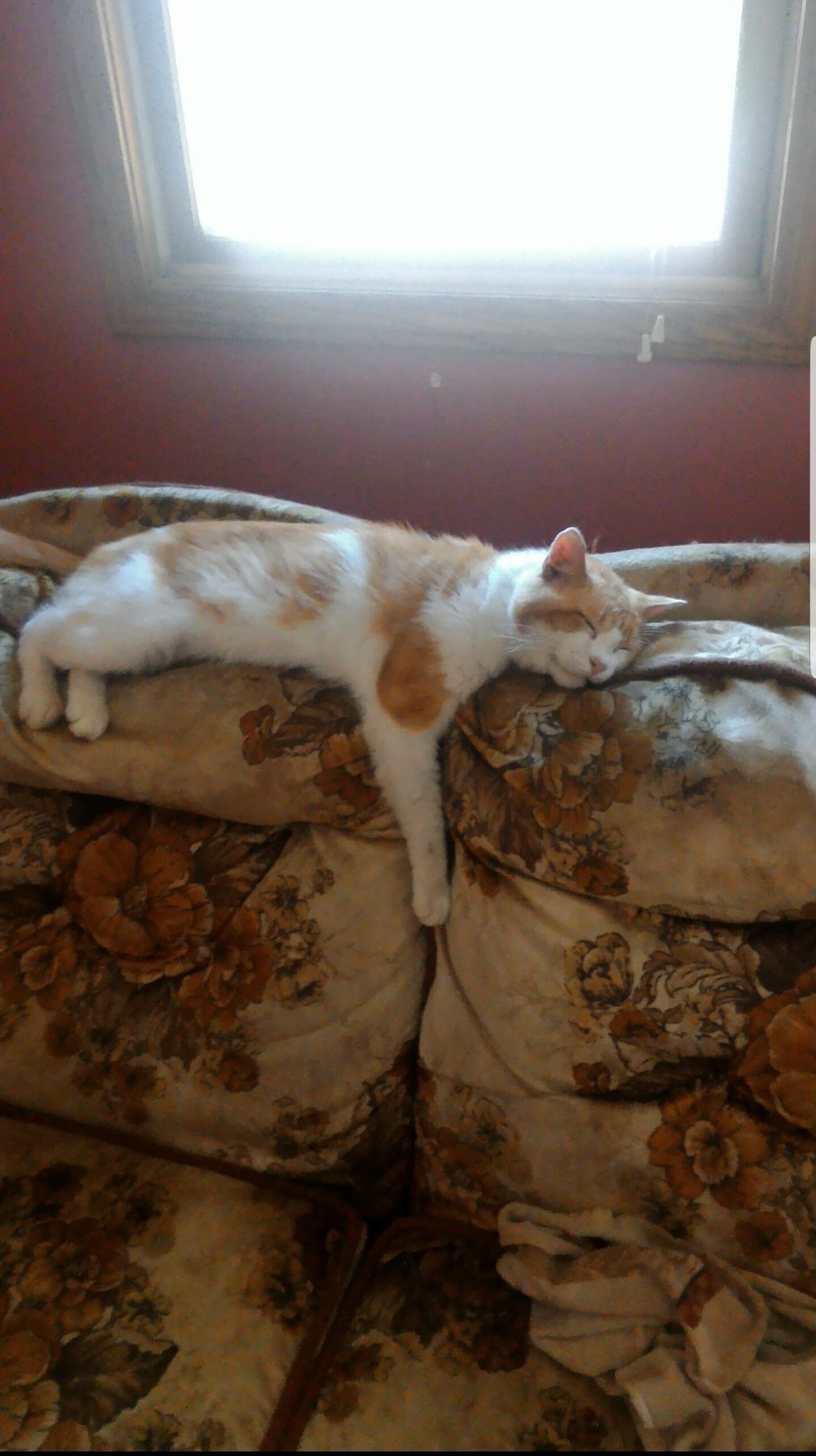 My Dad Took in This Stray and I Think Hes Really Enjoying His New Home