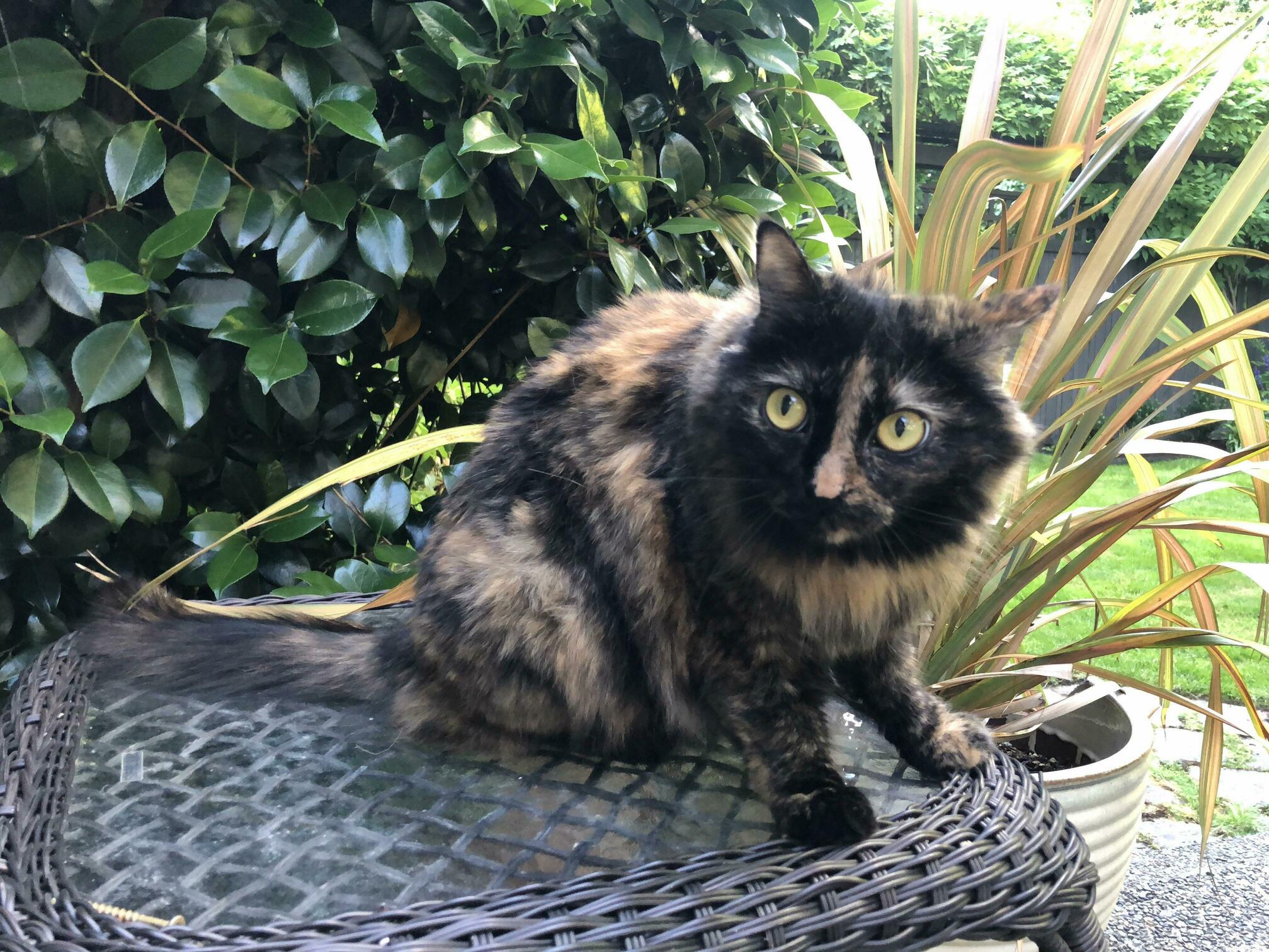 My Dads Cat Is the Prettiest Girl.
