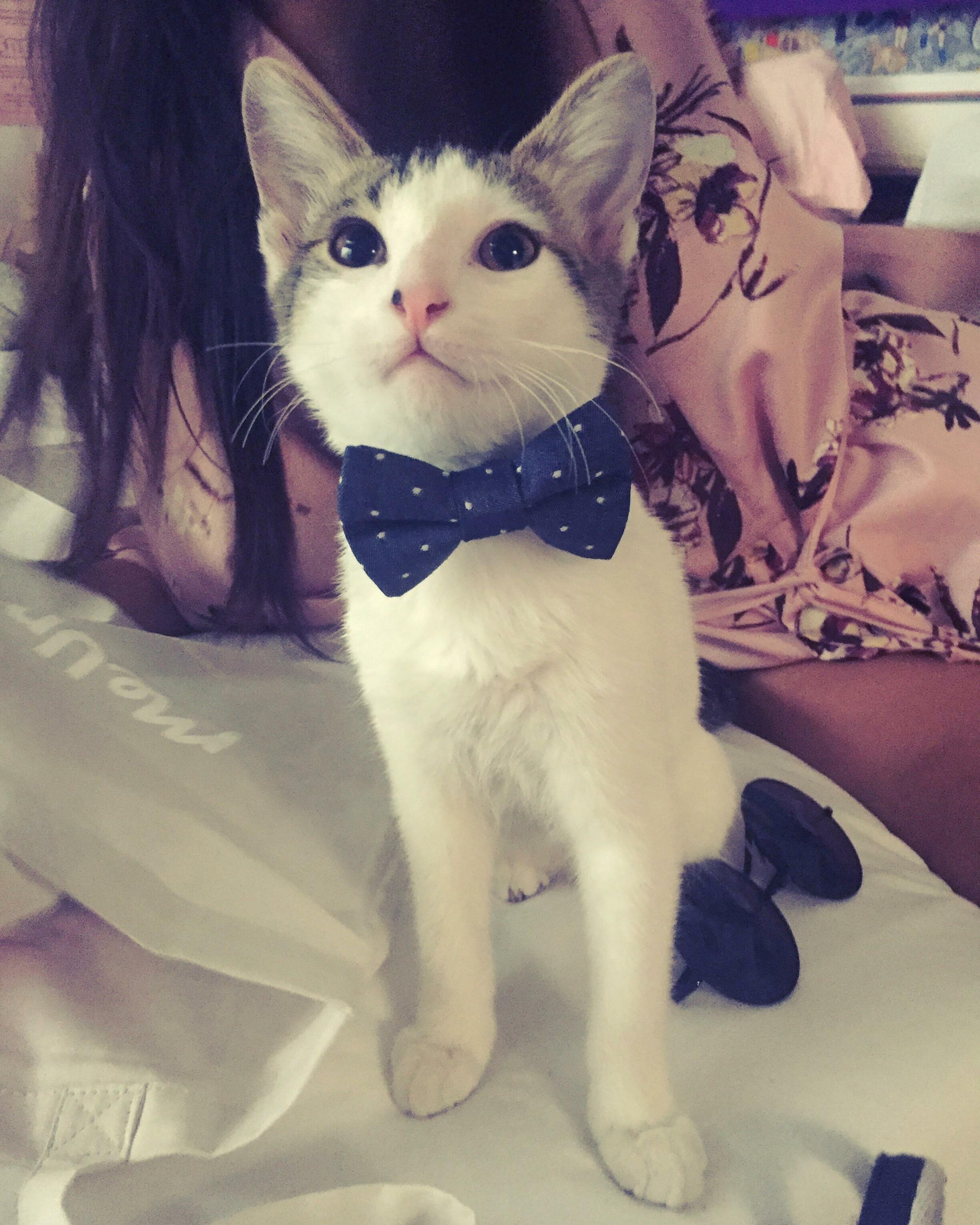 My Dapper Little Friend