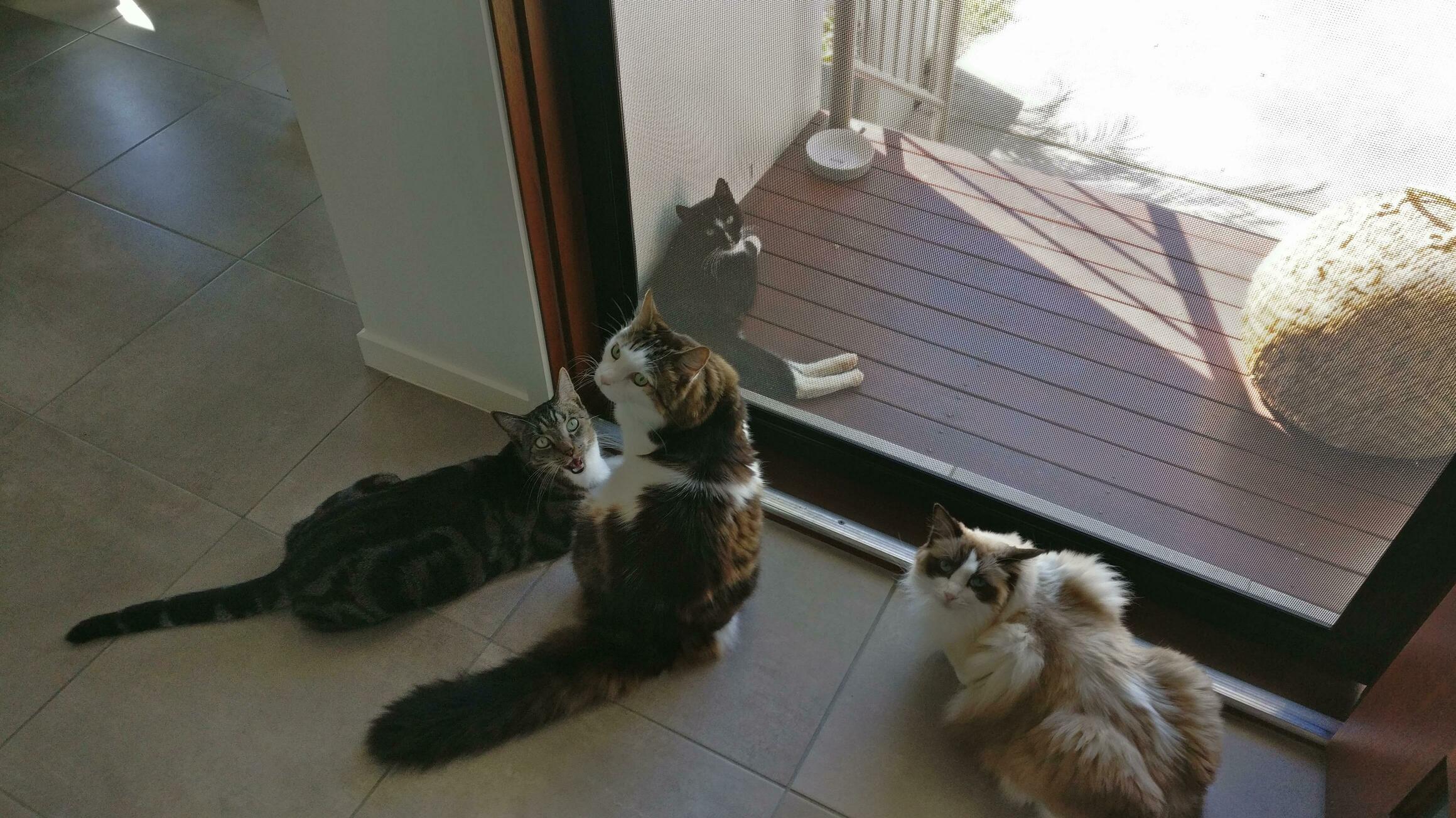 My Favourite Four Fluffy Felines