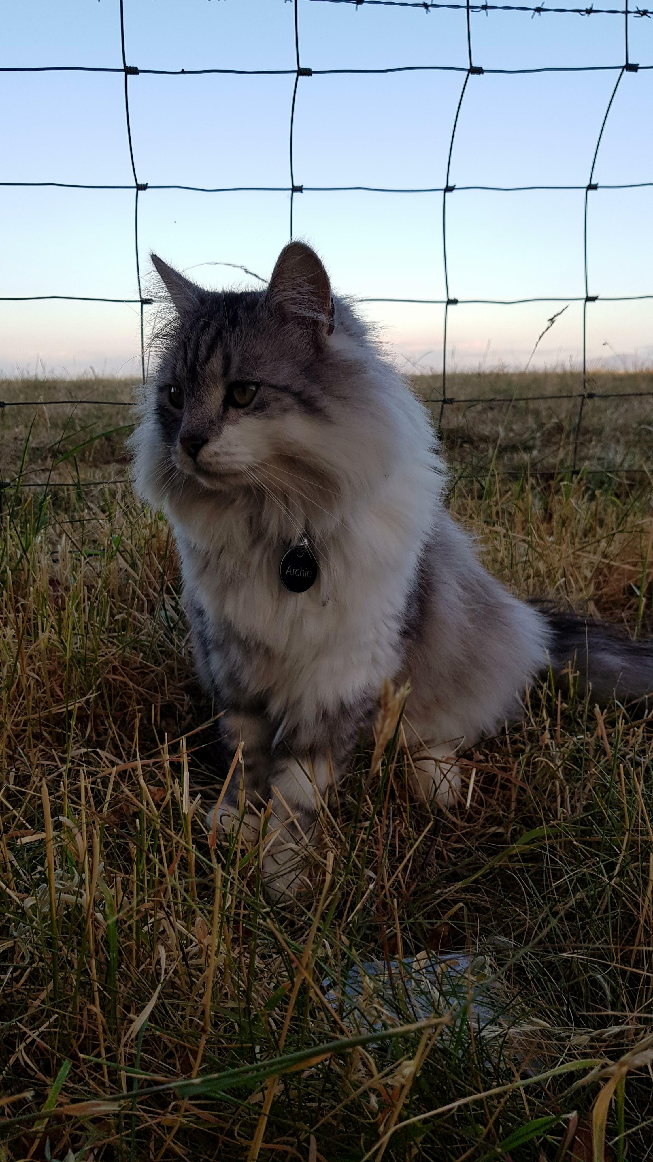 My Fluffy Kitty, Archie