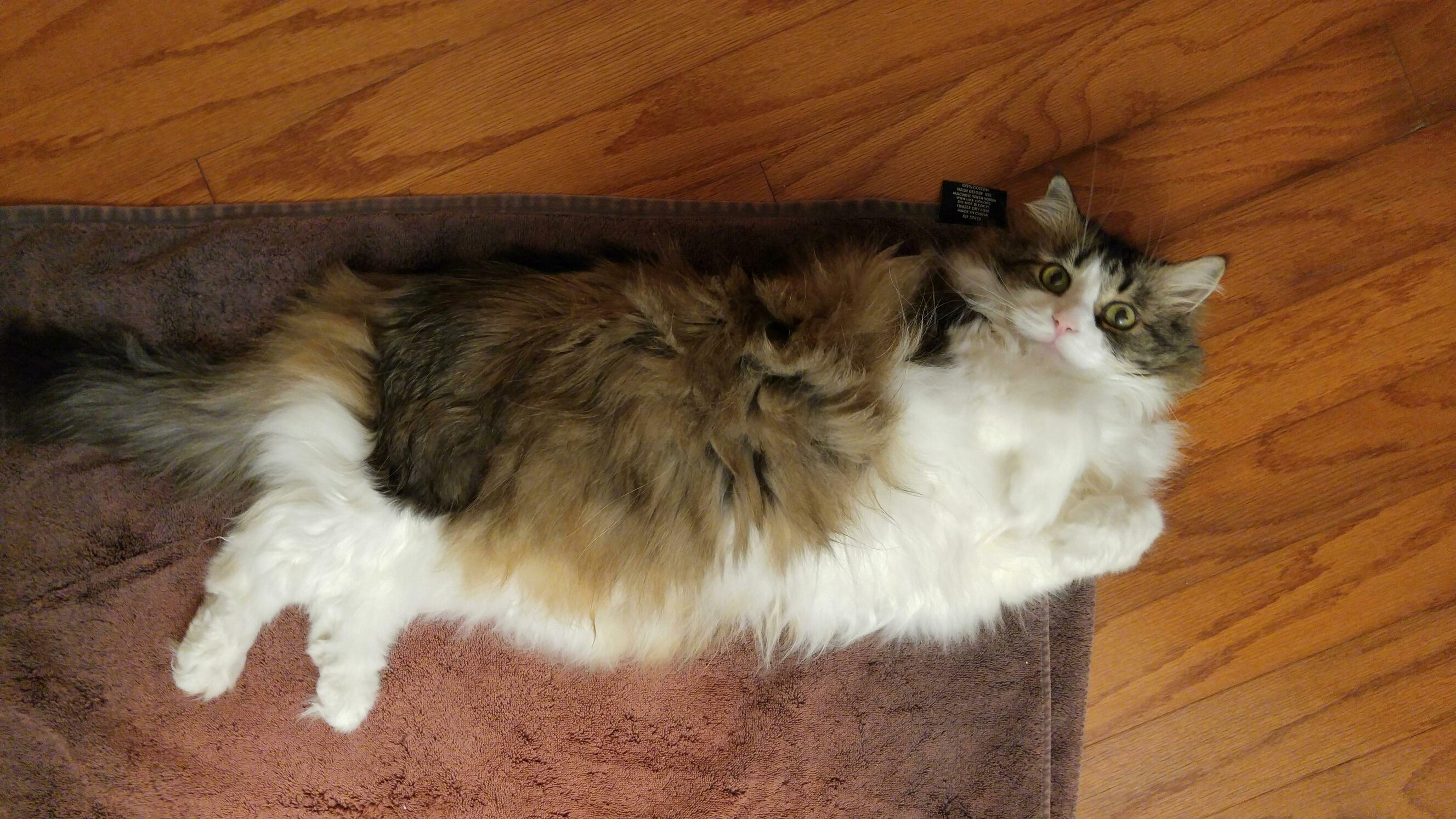 My Friends Cat Is 90% Fluff