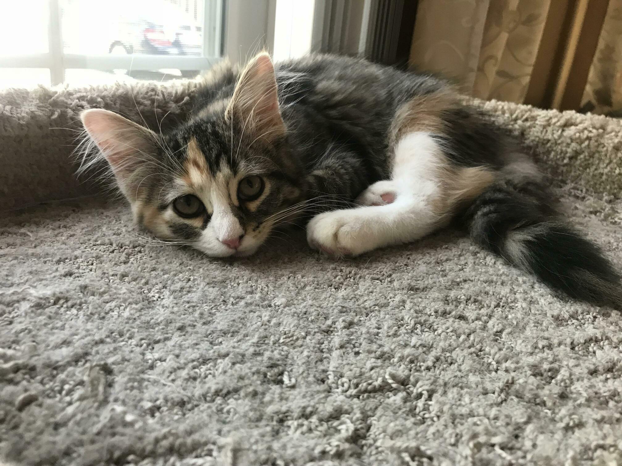 My Friends New Kitten, Luna