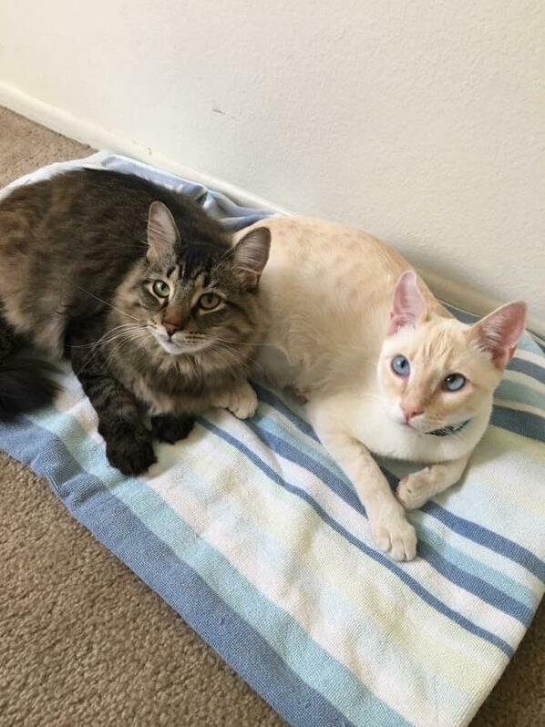 My Frisky Pals, Oreo and Blue.