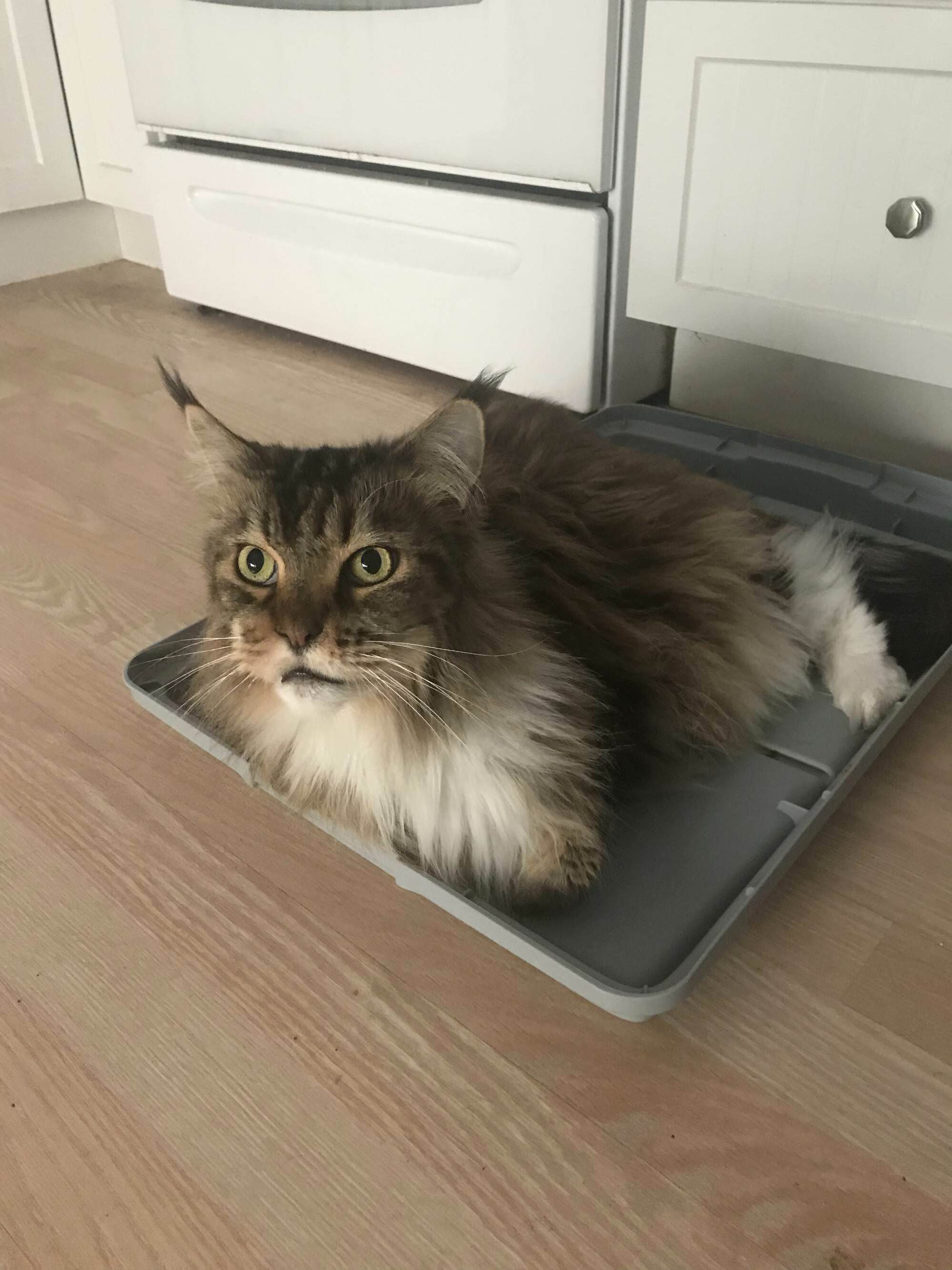 My Girl Loves to Sit Just About in or on Anything on the Floor