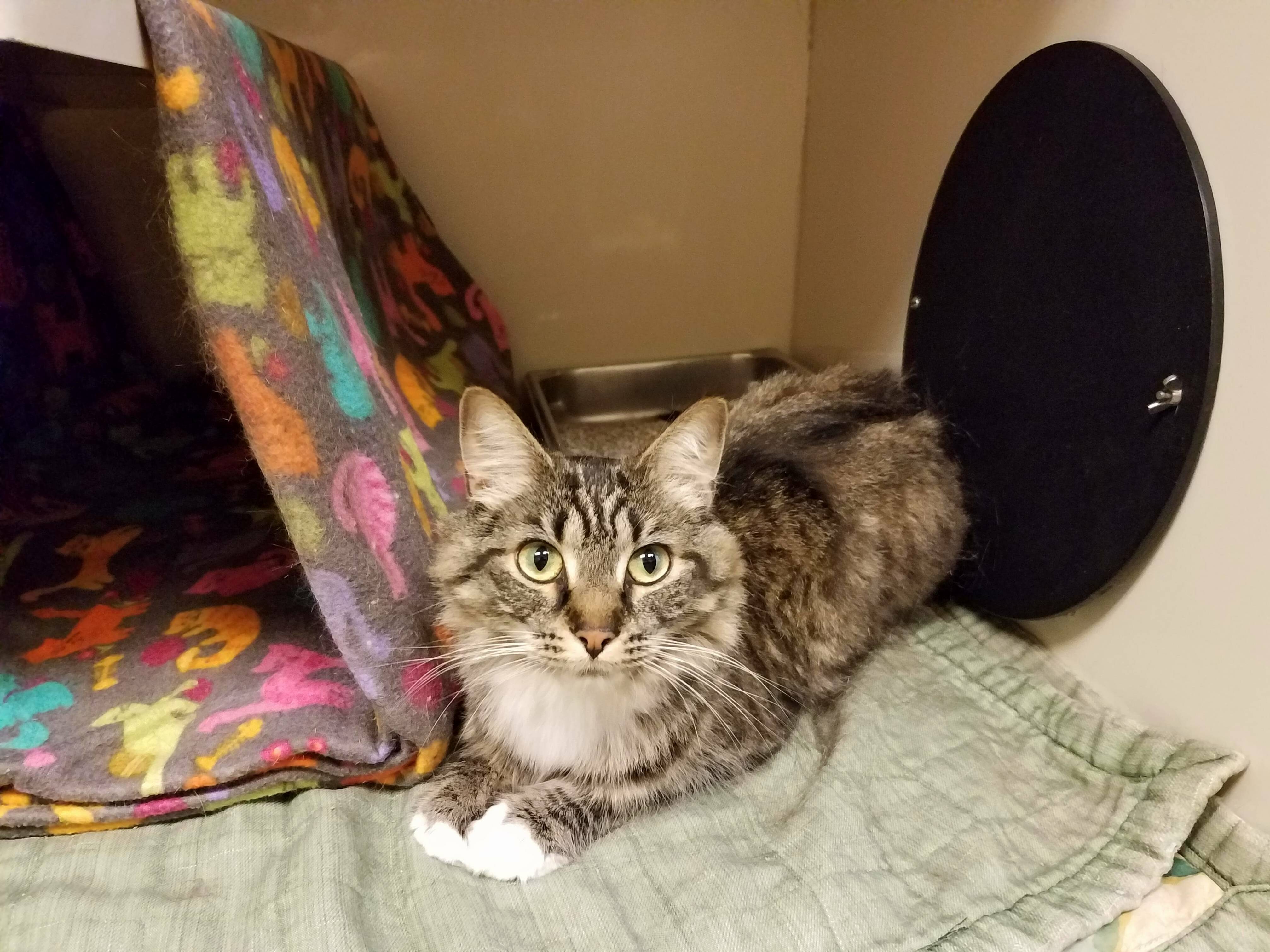 My Girlfriend and I Are Ready to Adopt Our First Pet Together - Meet Gaia! Shes 1 Year Old and Loves to Be Held and Get Pets )