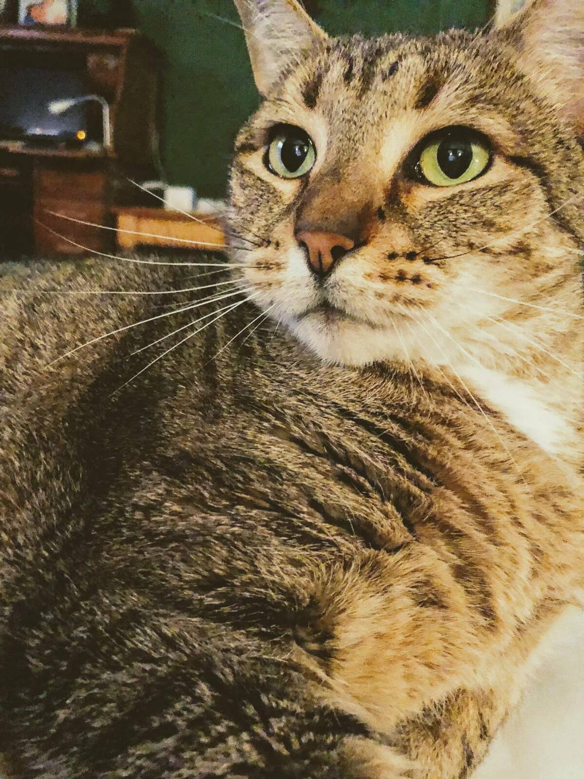 My Girlfriends Cat Look Like She Could Be in a Renaissance Painting.
