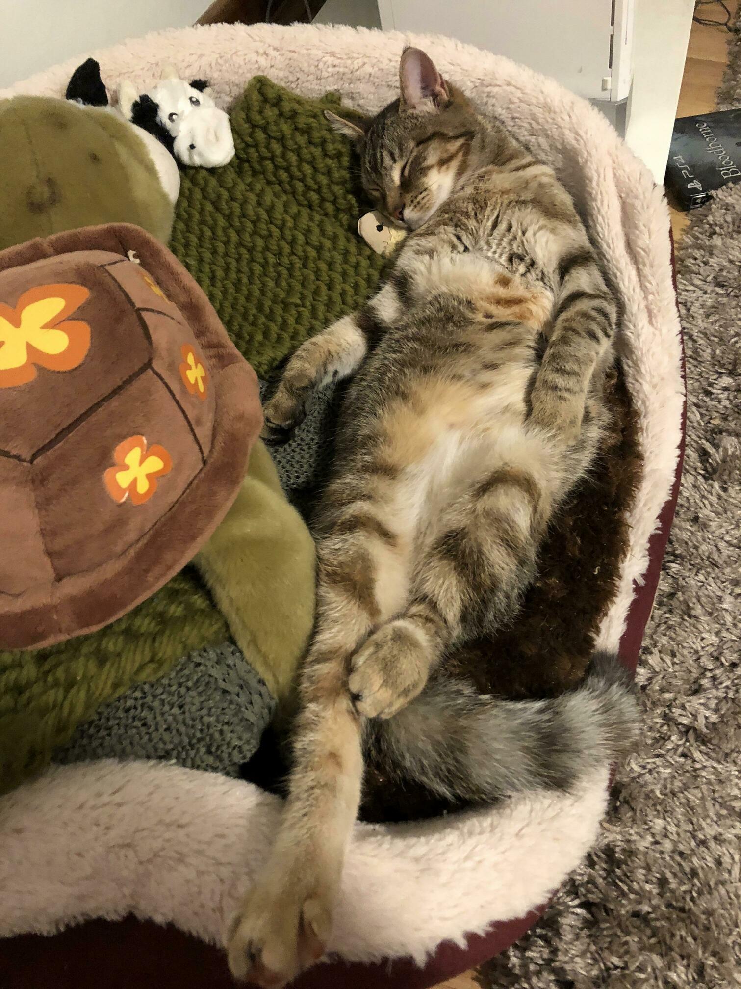 My Goal This Year Is to Chill As Hard As Bubbles Does in Front of the Heater.