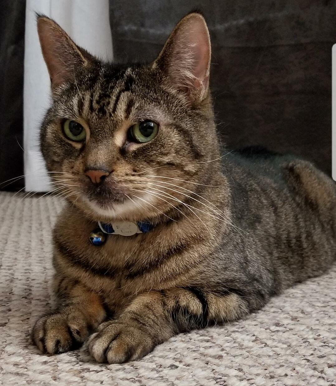 My Good Boy Posing Like a Sphinx