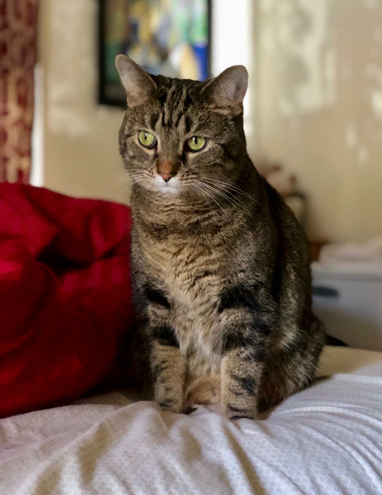 My Handsome Boy - Higgins.