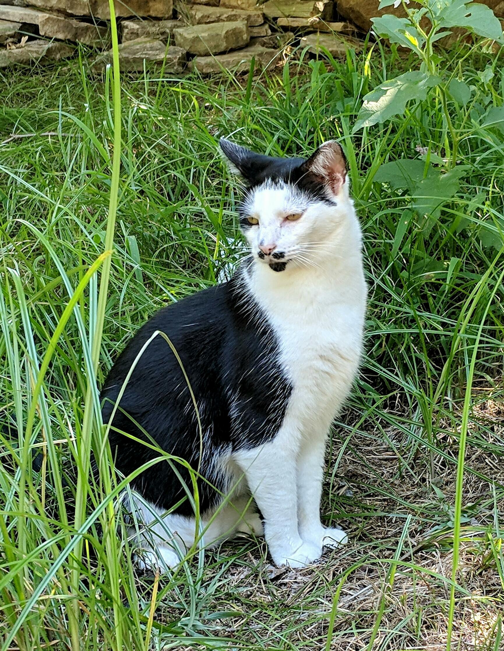 My Jungle Cat