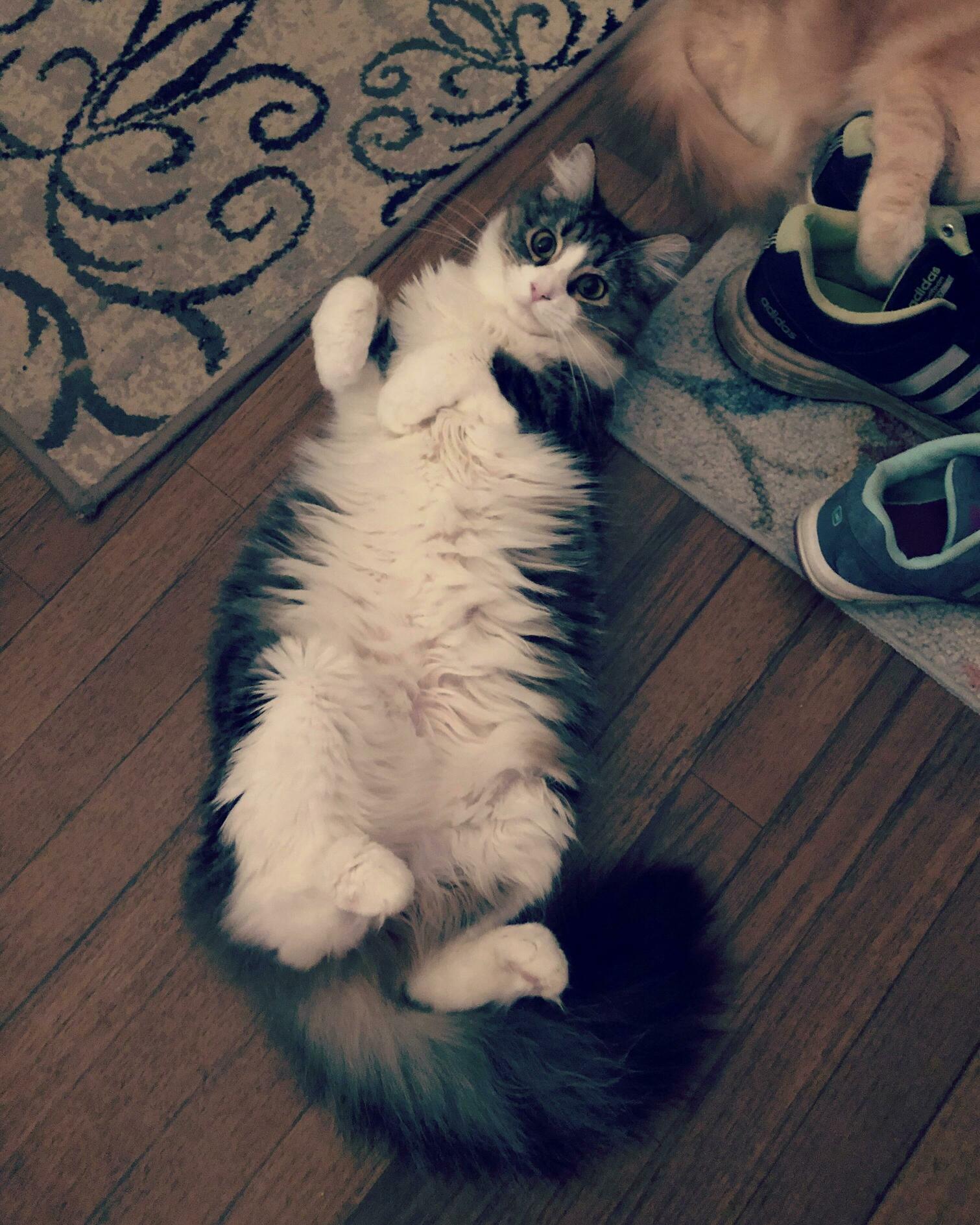 My Kitty Timber! Her Story in the Comments.