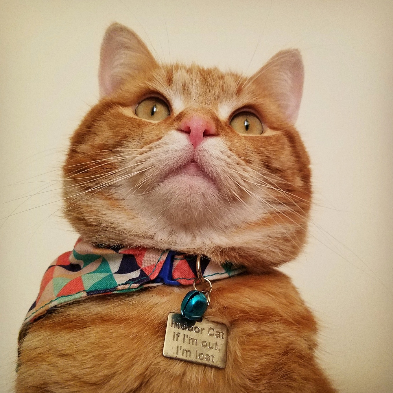 My Kitty Wears an Ascot. Hes Naked Without It!