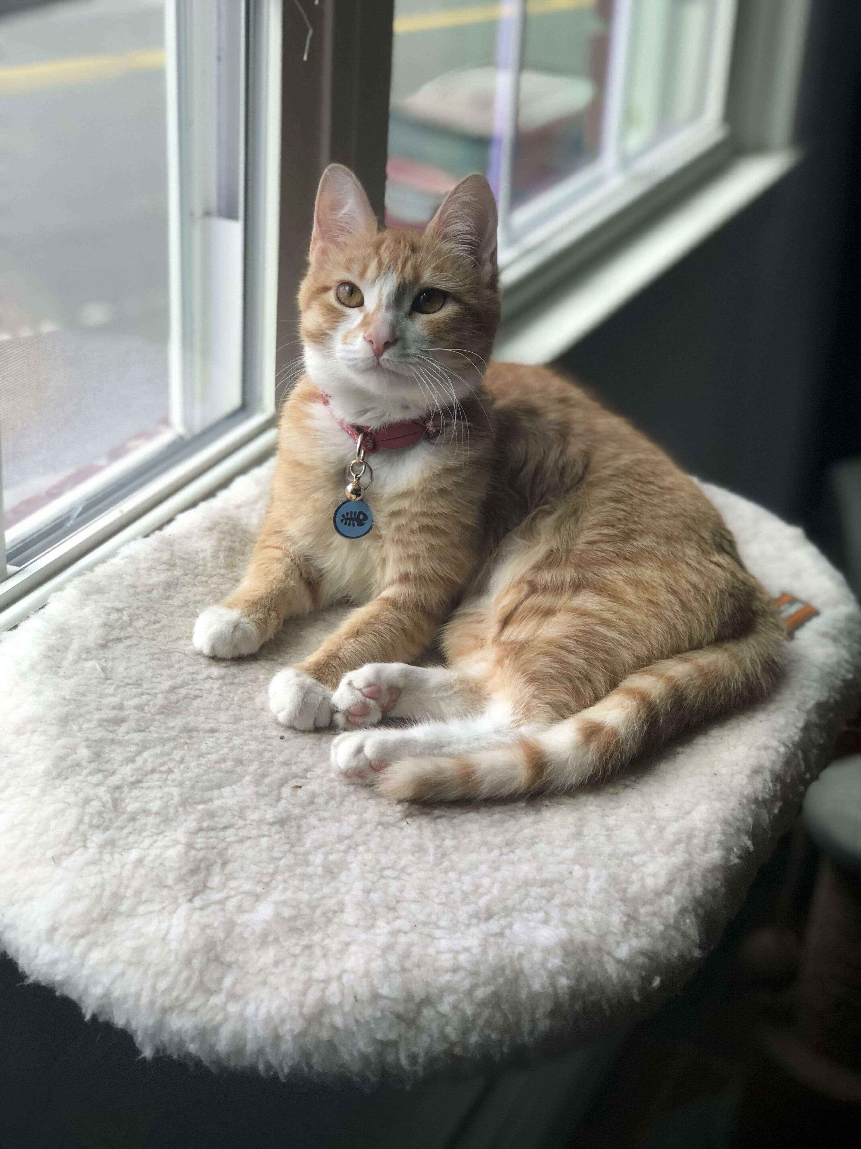 My Little Ankle Biter. Her Name Is Pipsqueak, and She Loves the Kitty-sill.