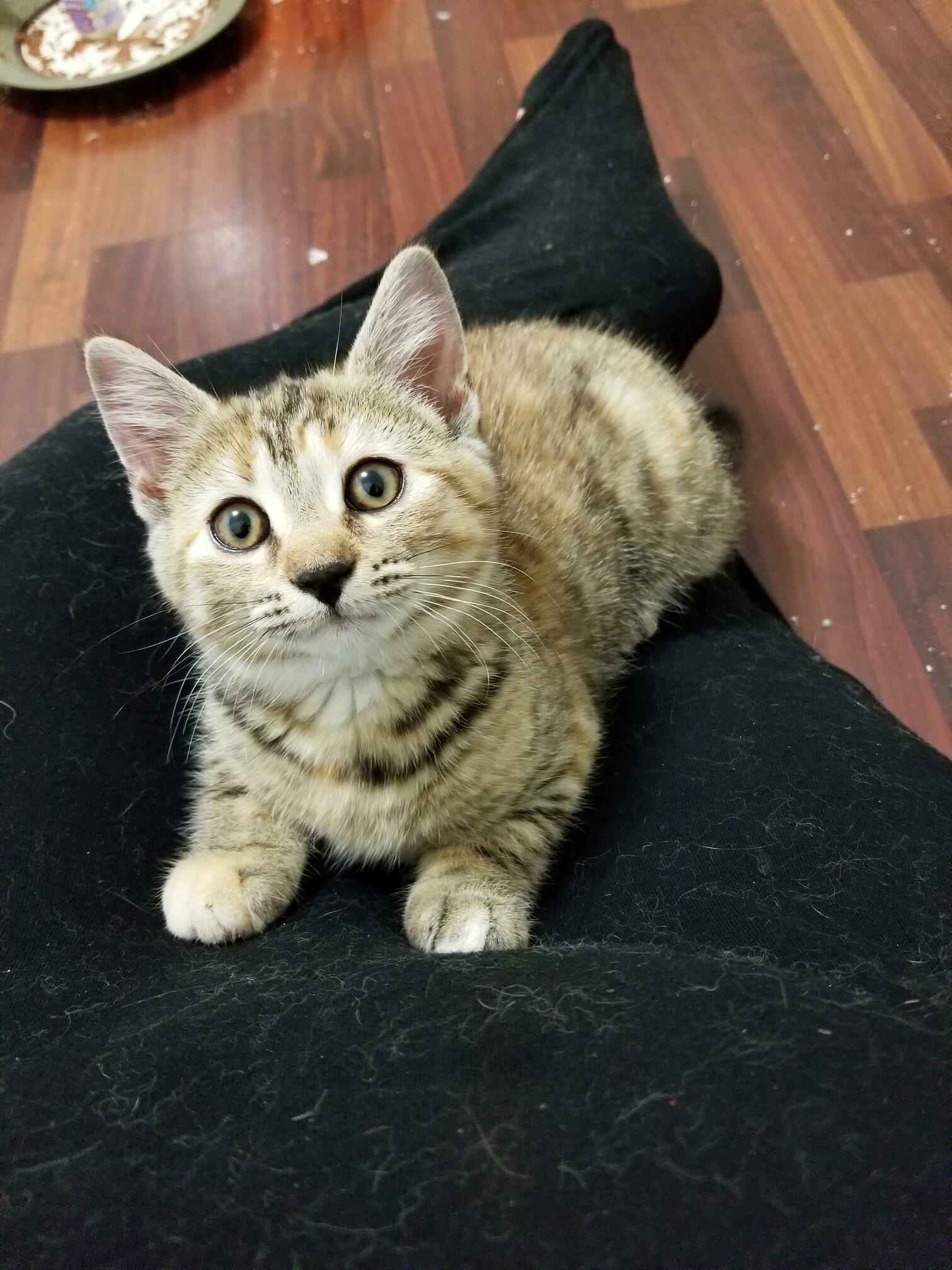 My Little Feral Foster Kitten Came Into My Lap While Playing Today!