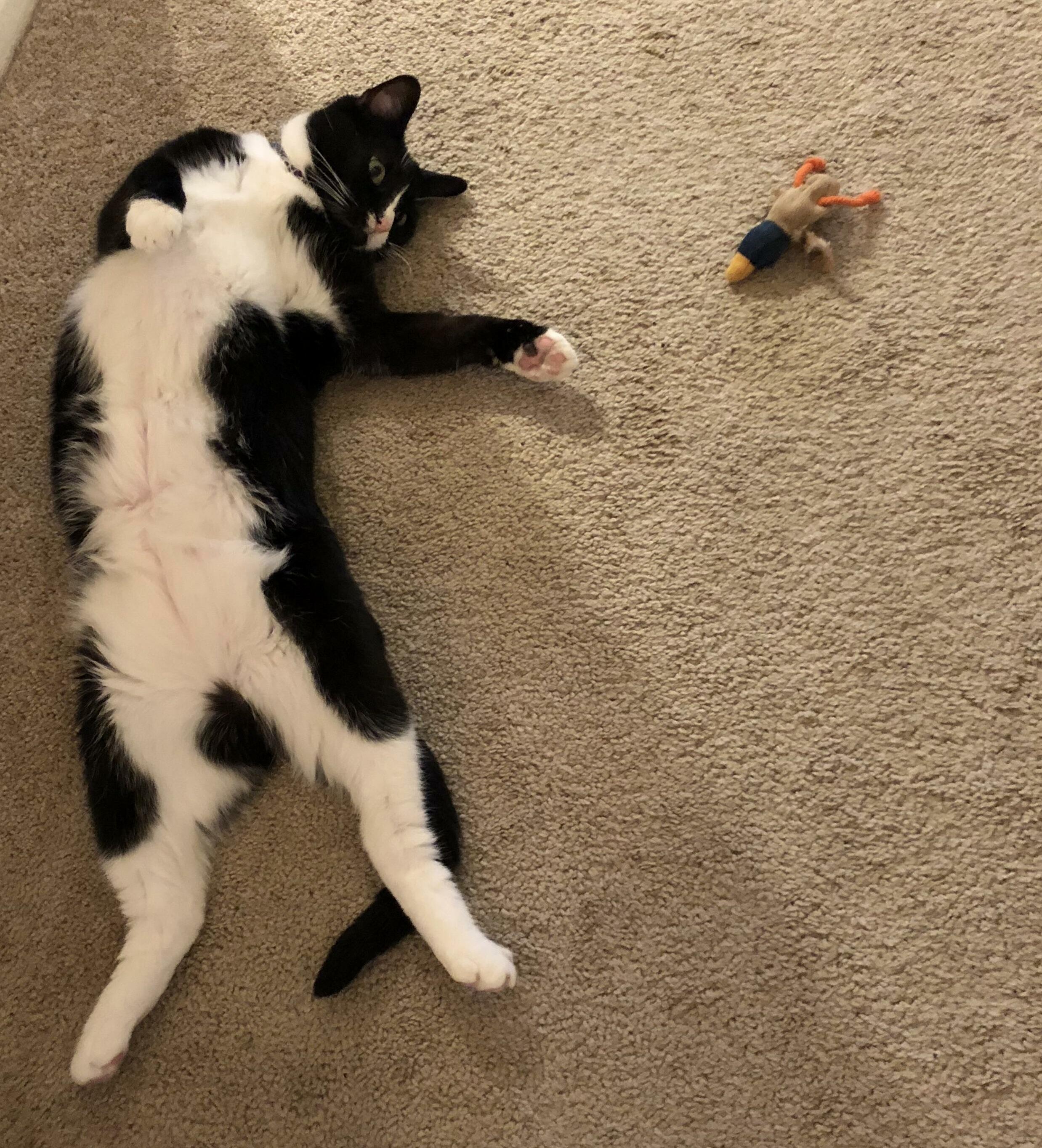 My Little Meowdle.