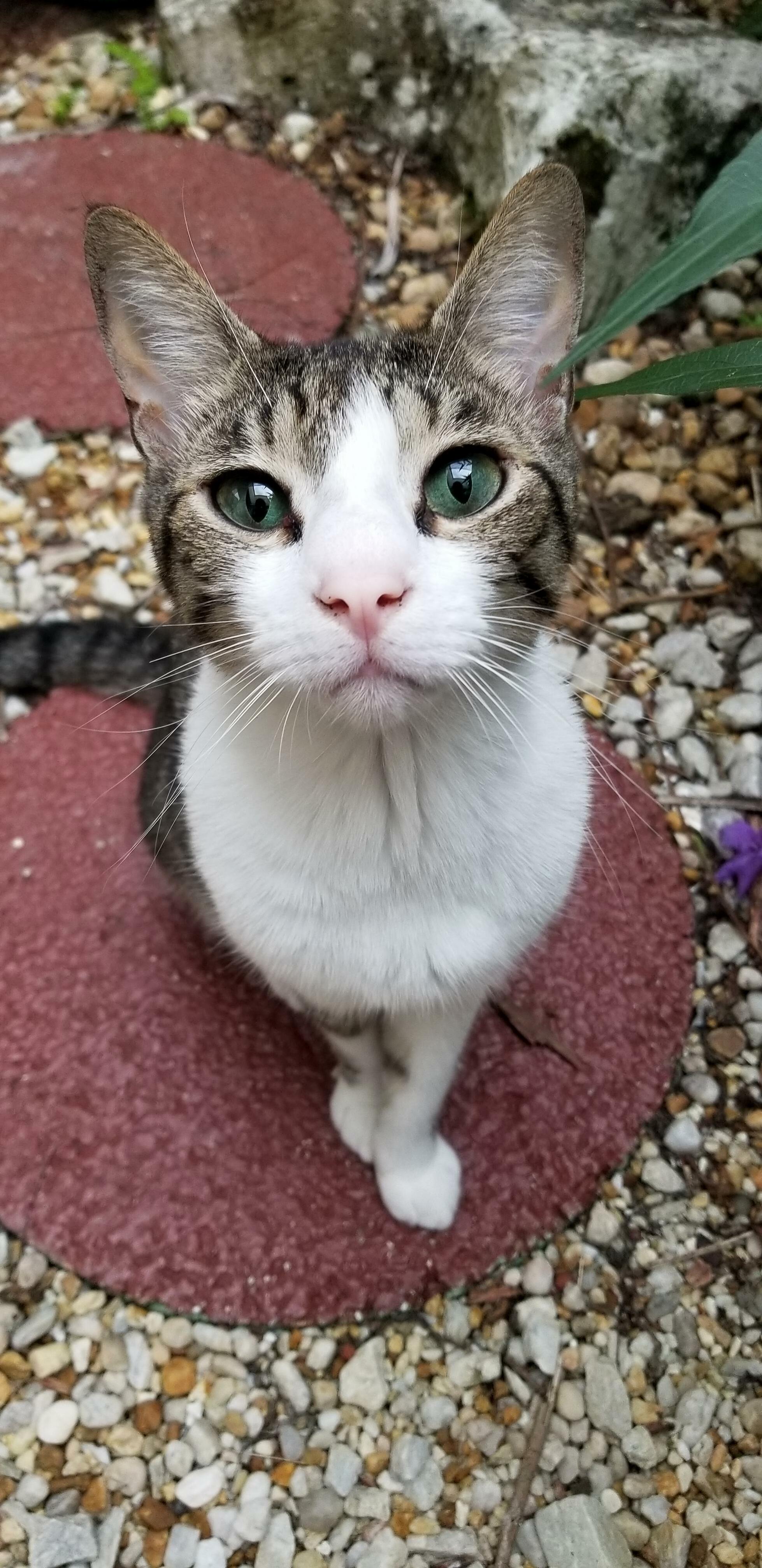 My Little Turd.