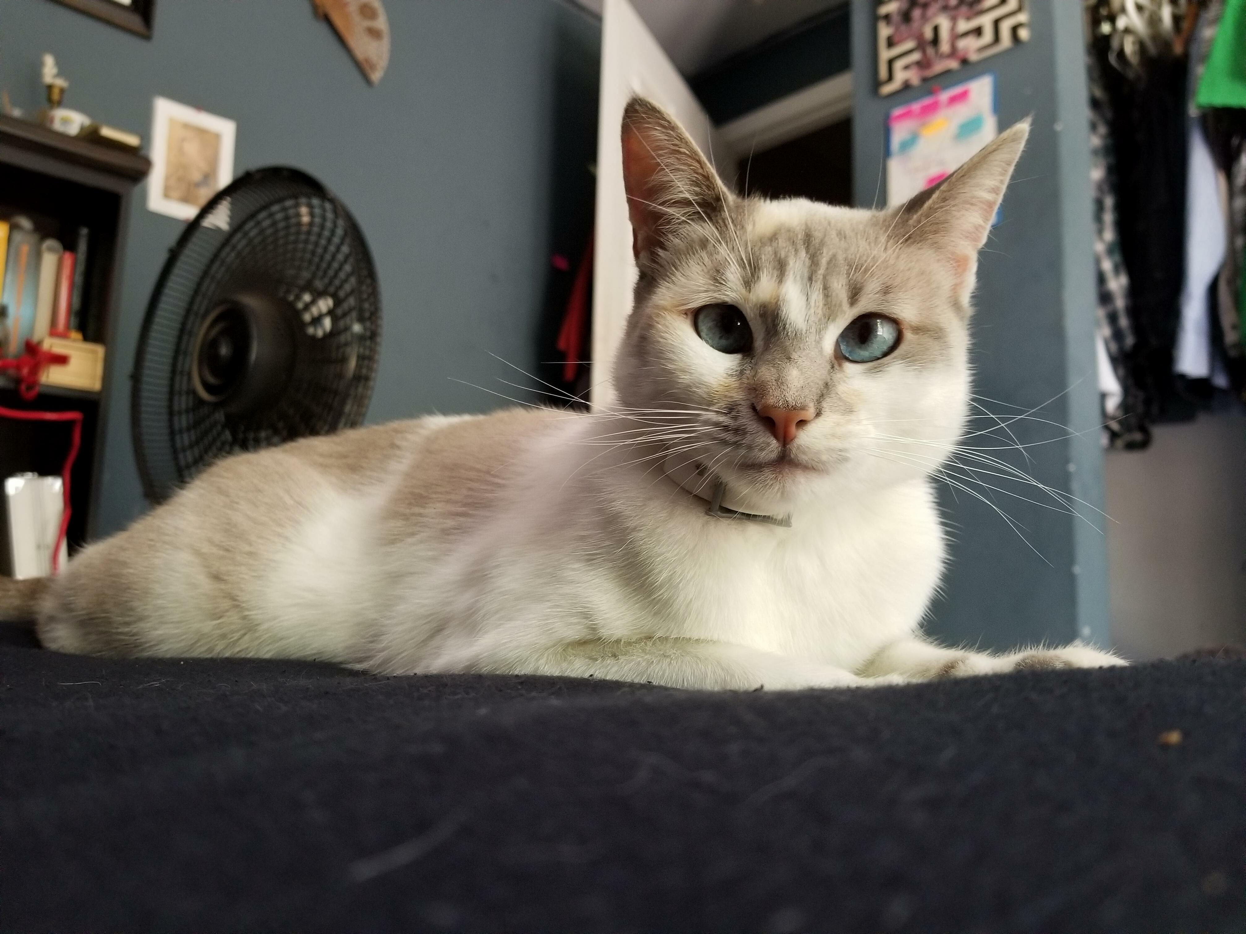 My Luna Was Found in a Desert but Now She Has a Forever Home