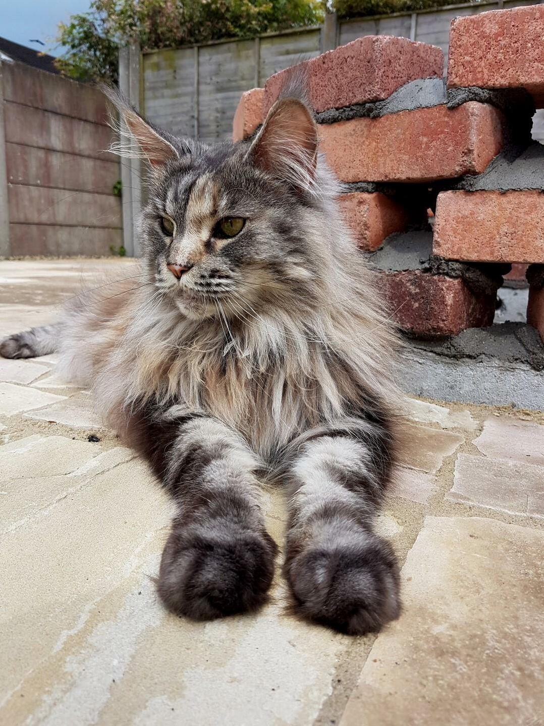 My Maine Coon