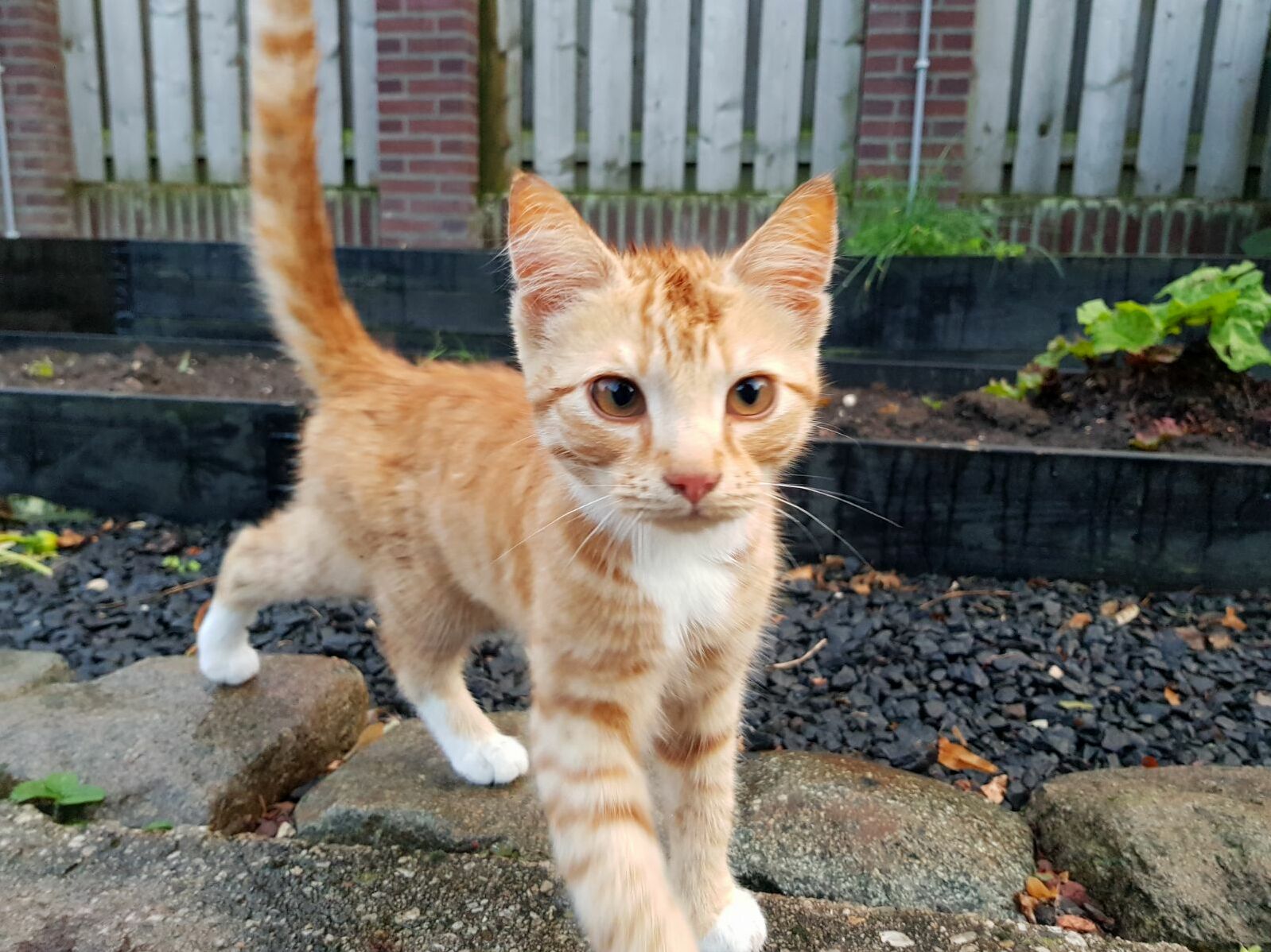 My Mittens When He Was Only a Few Weeks Old