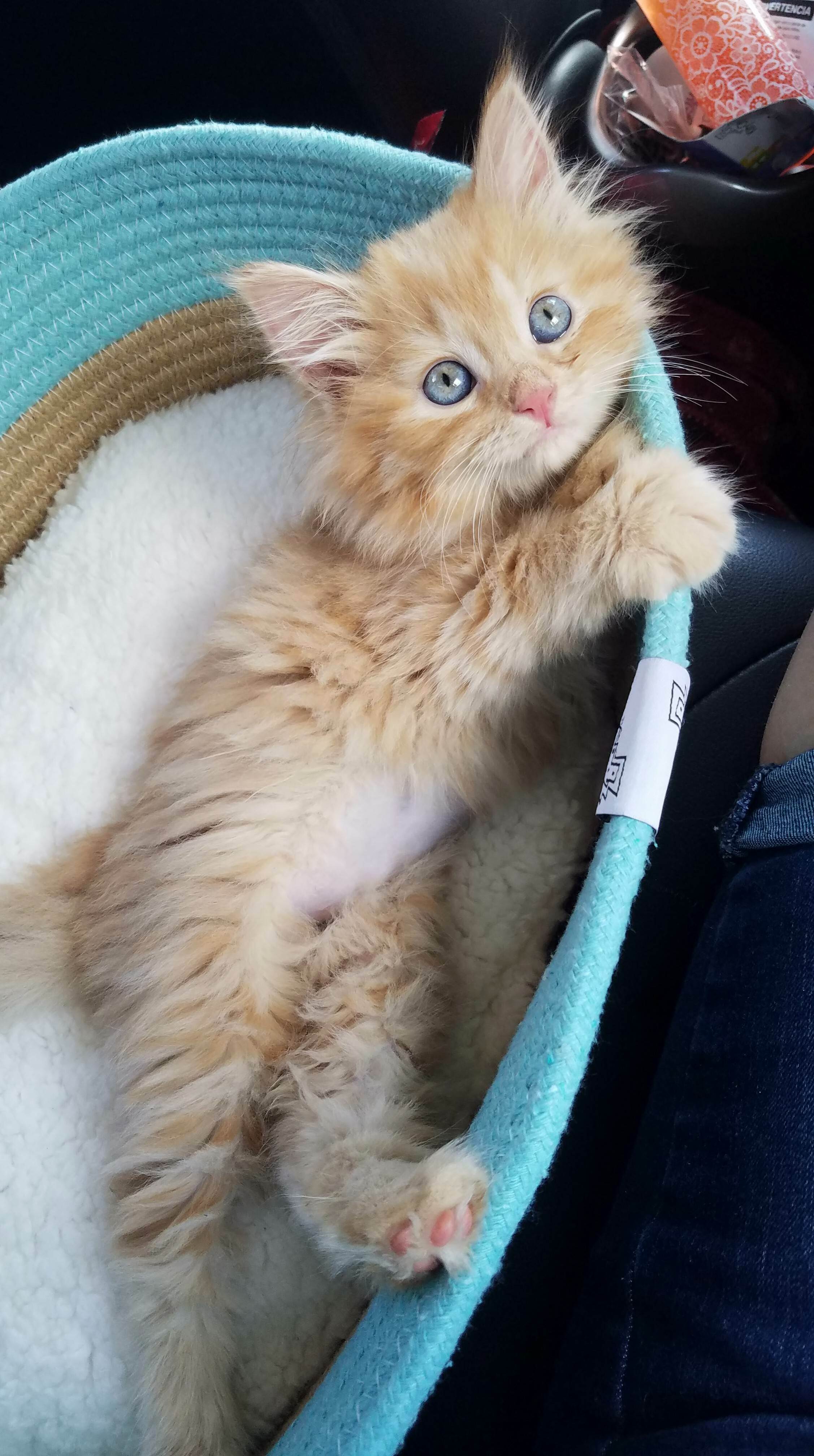 My New Baby, Tigger!