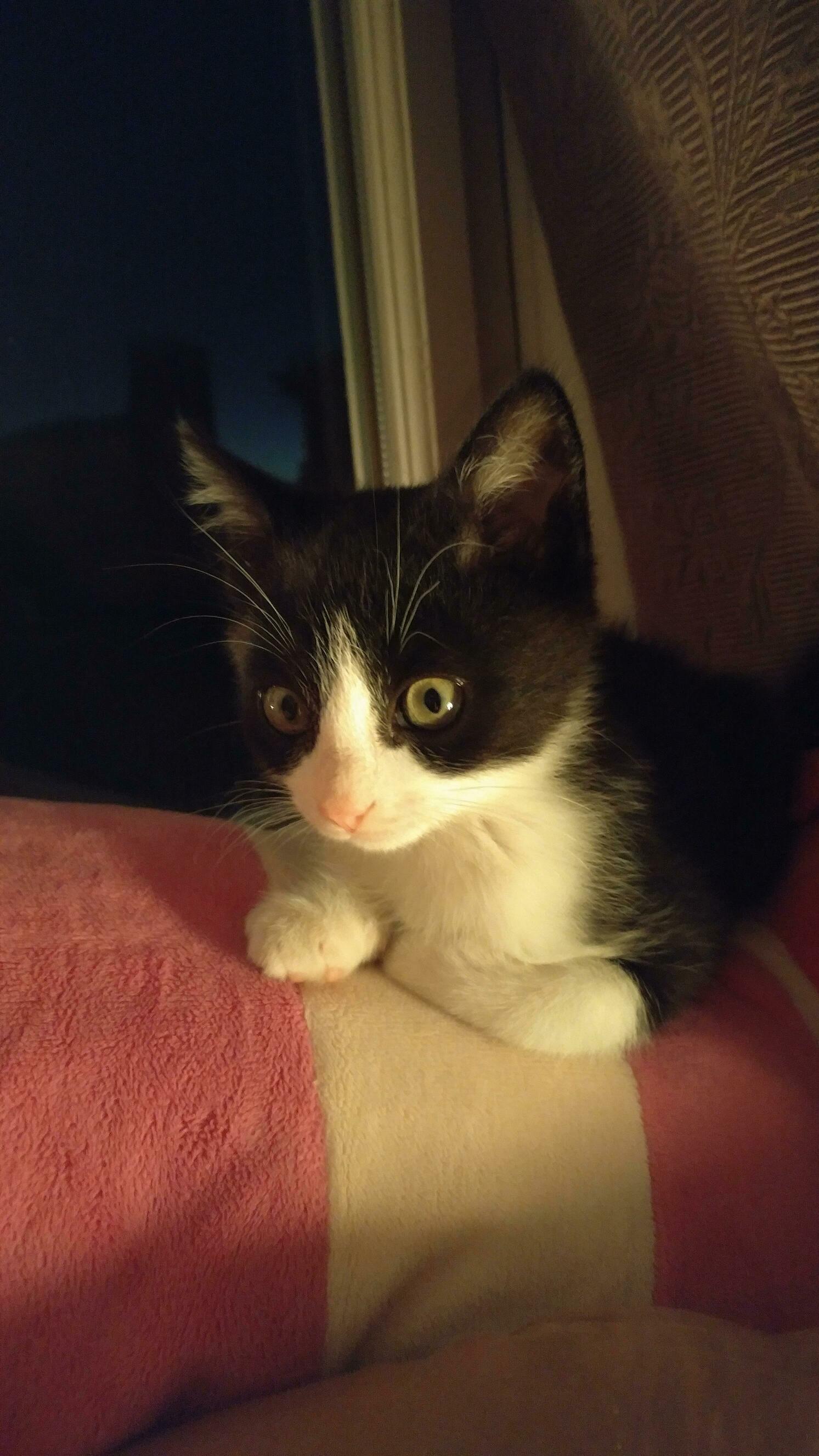 My New Pretty Boy