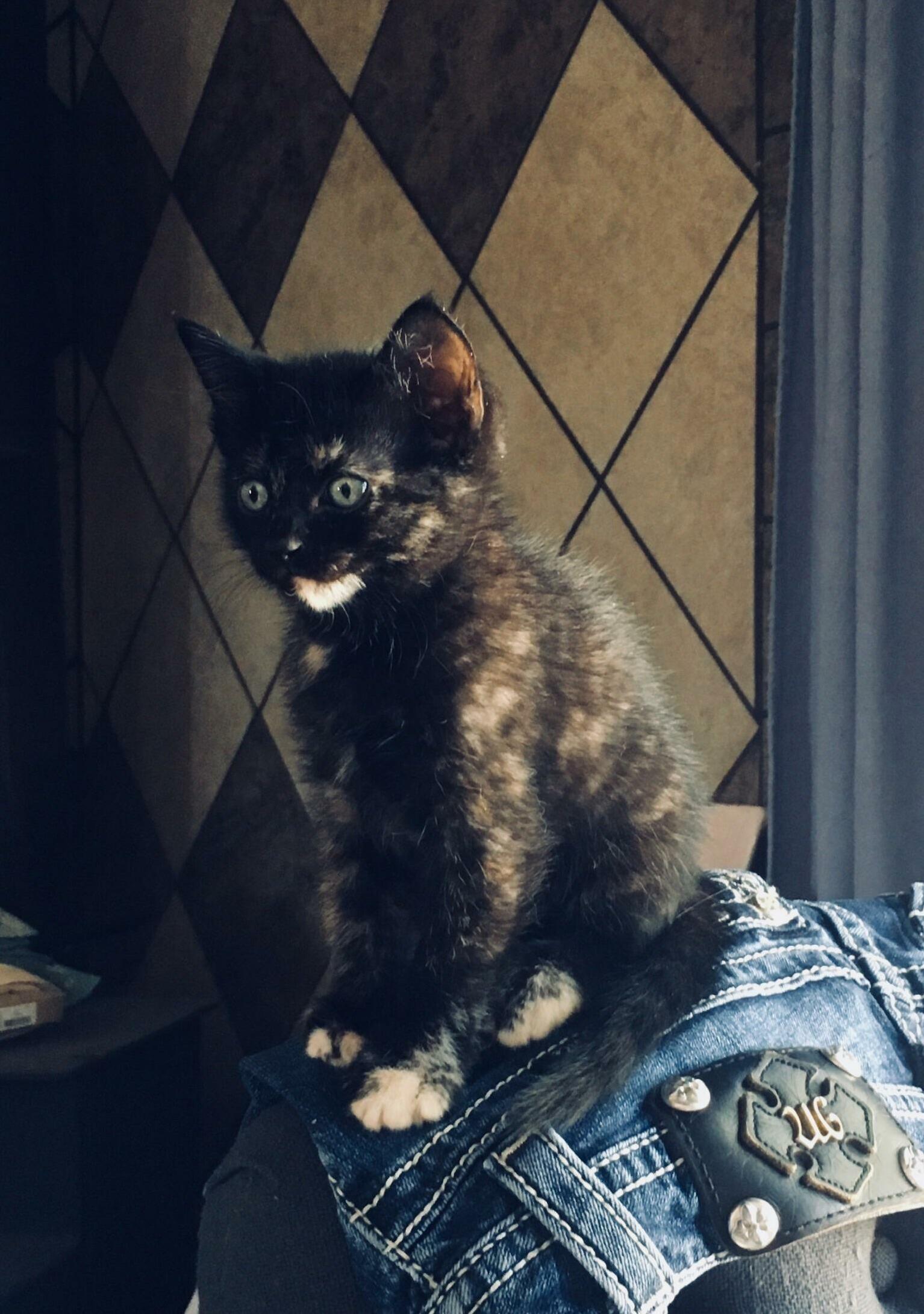 My Newest Little Girl. Only 5 Weeks Old but Still Thinks Shes the Biggest Baddest Kitty on the Block.