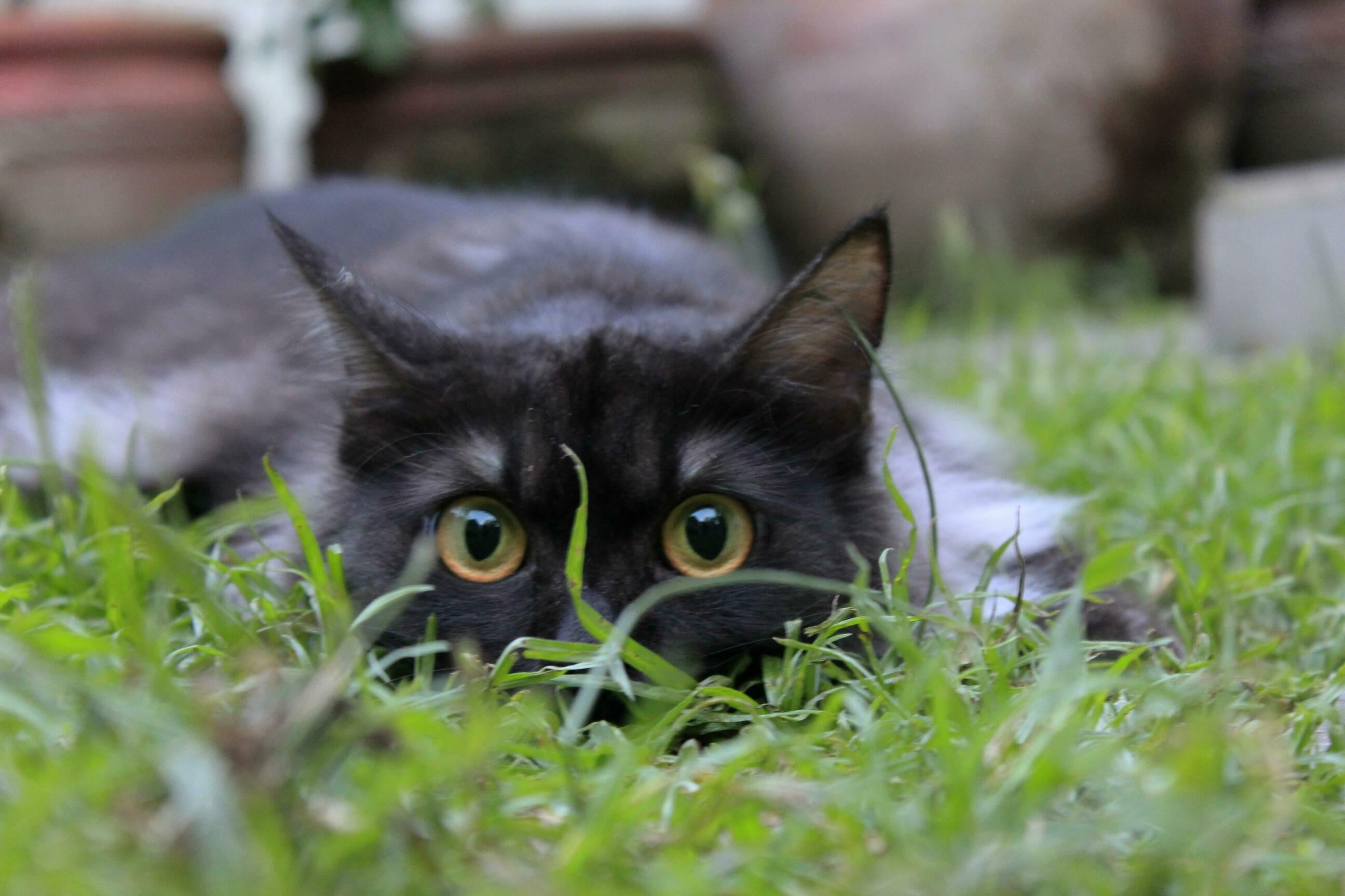 My Olga, Master of Stealth