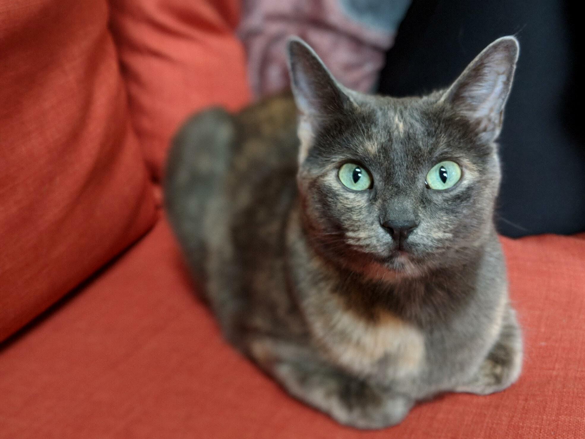 My Perfect Little Loaf, Atari