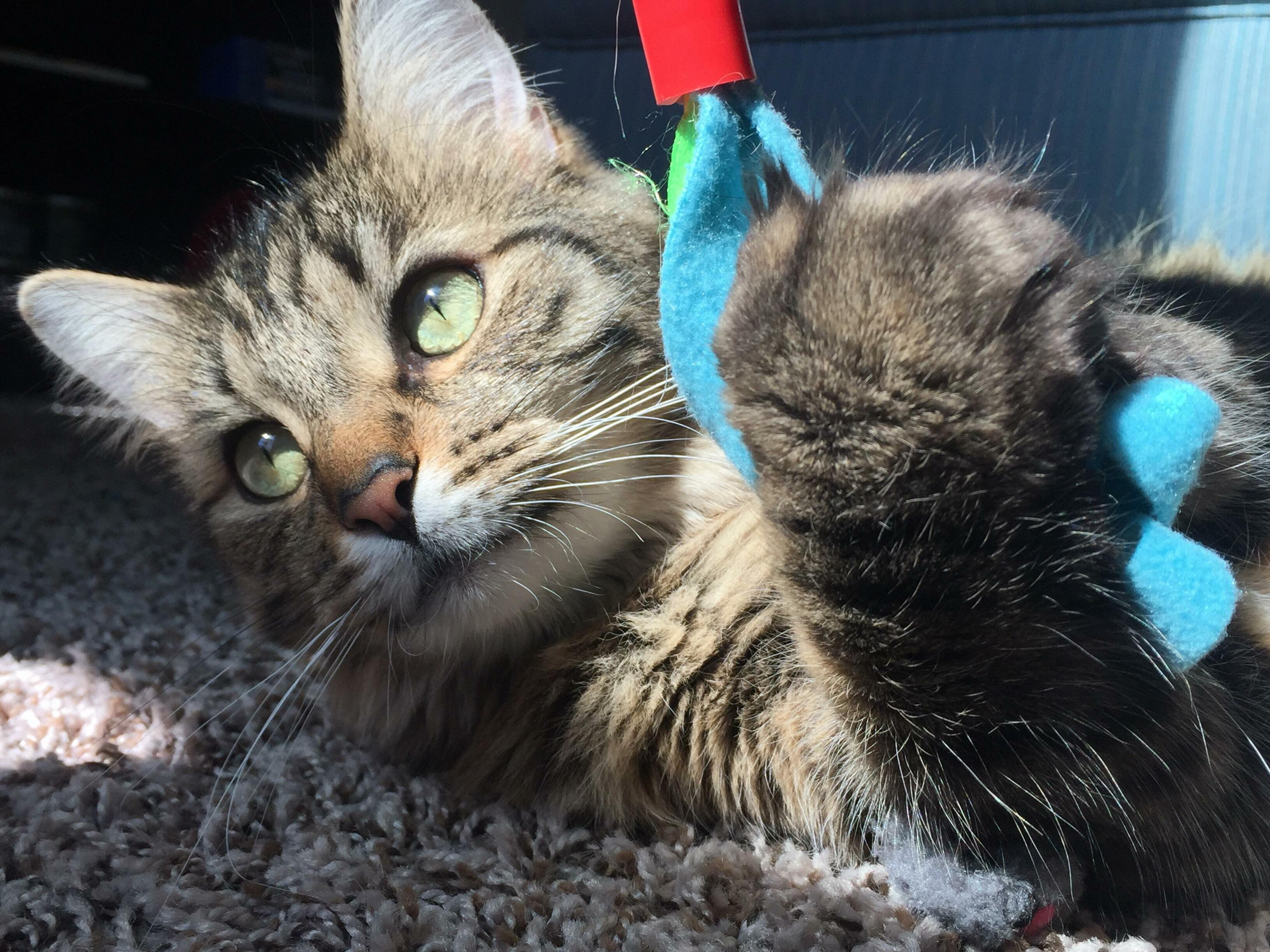 My Playful Photogenic Girl!