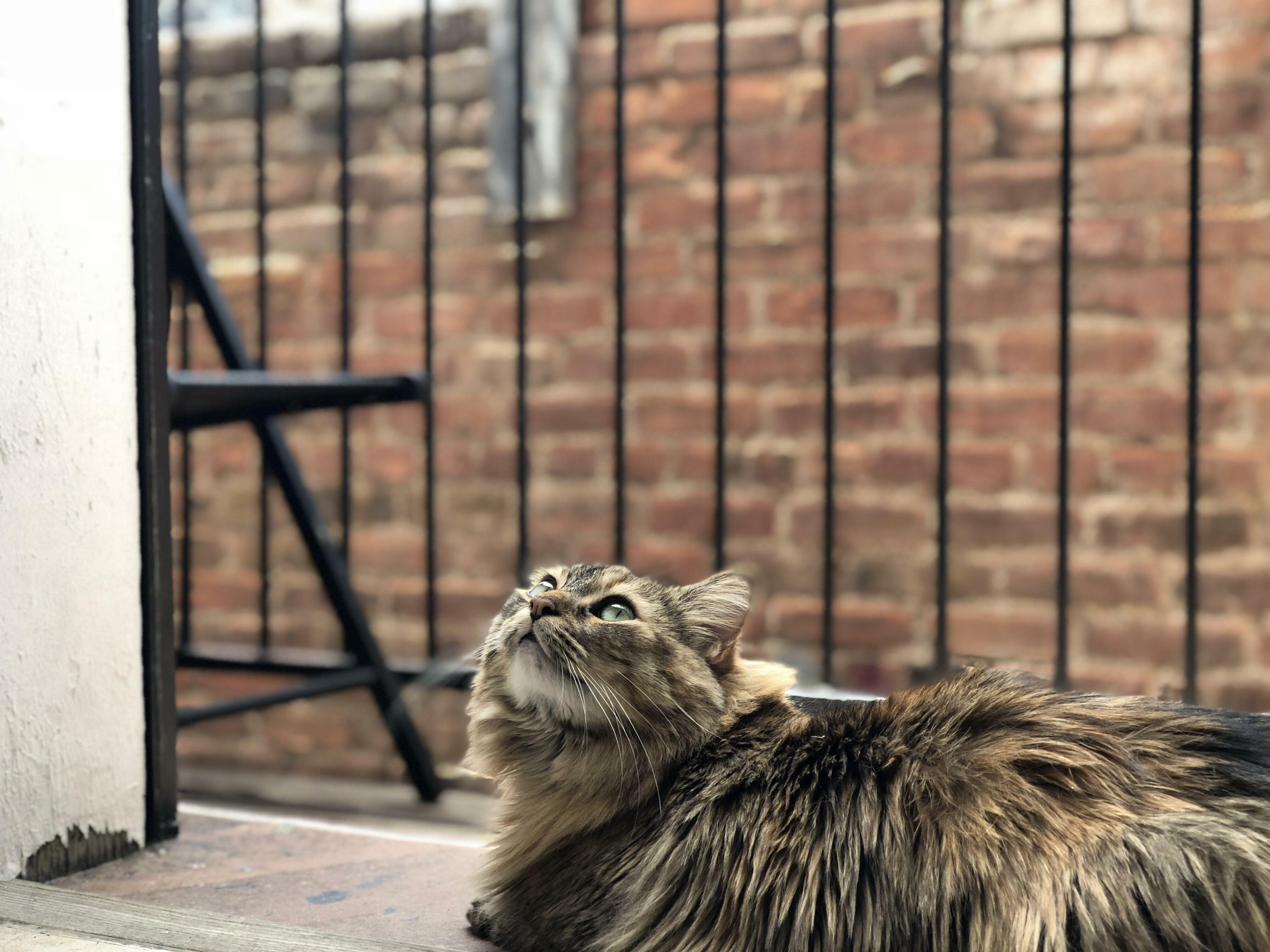 My Pretty City Kitty.